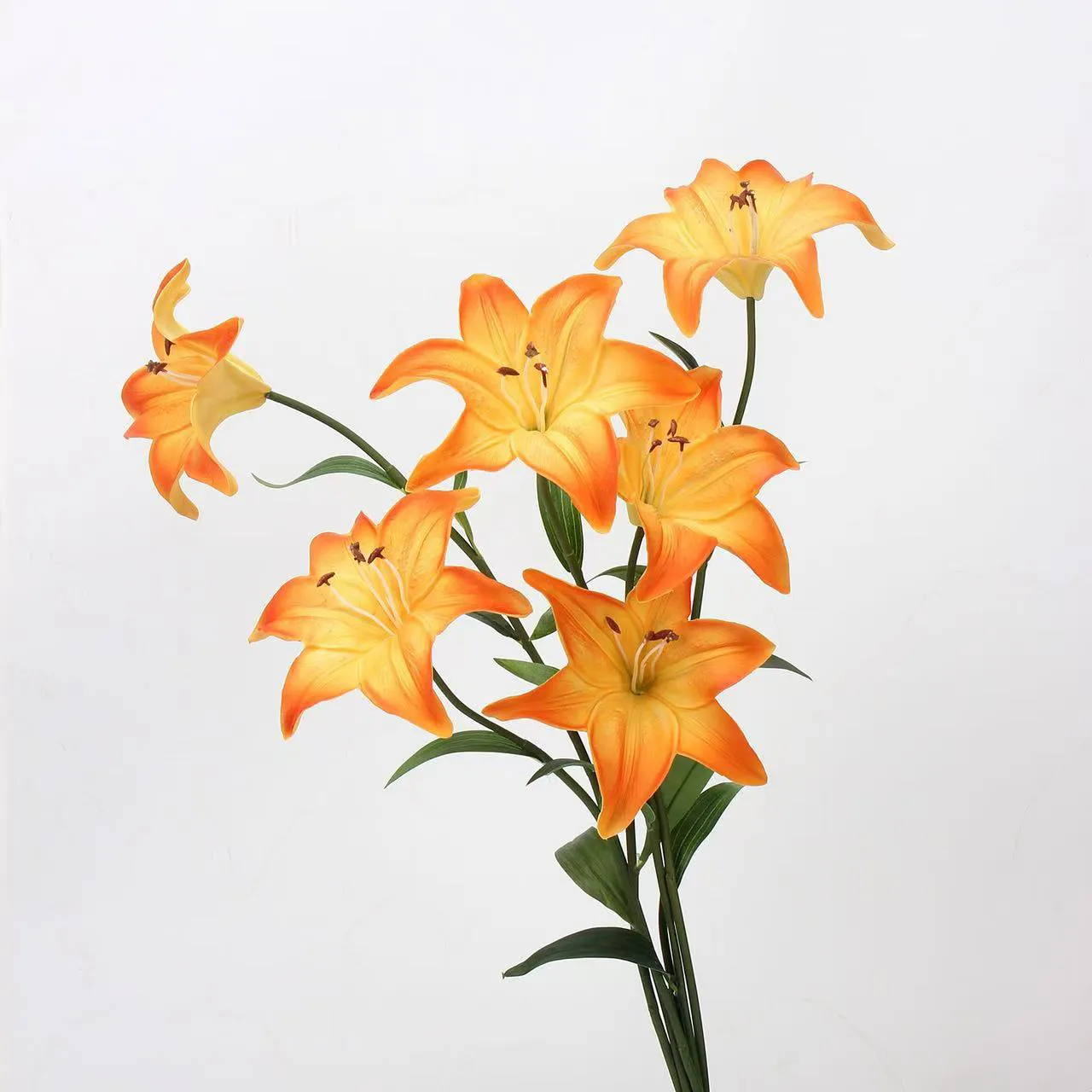 Amante Lily