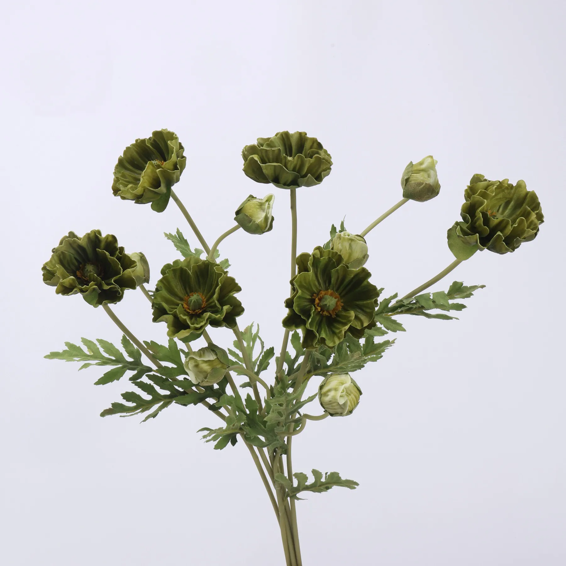 poppy di mais