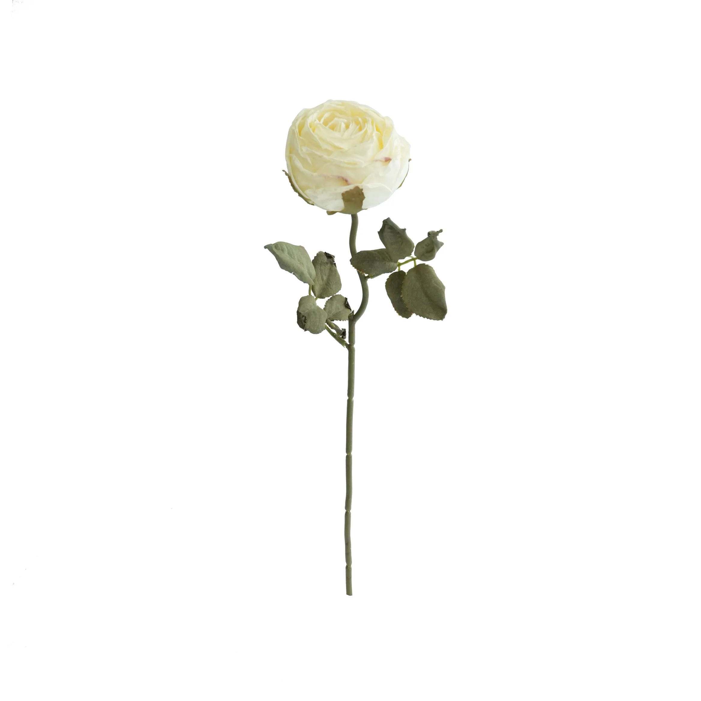 Rose rotonde tritate