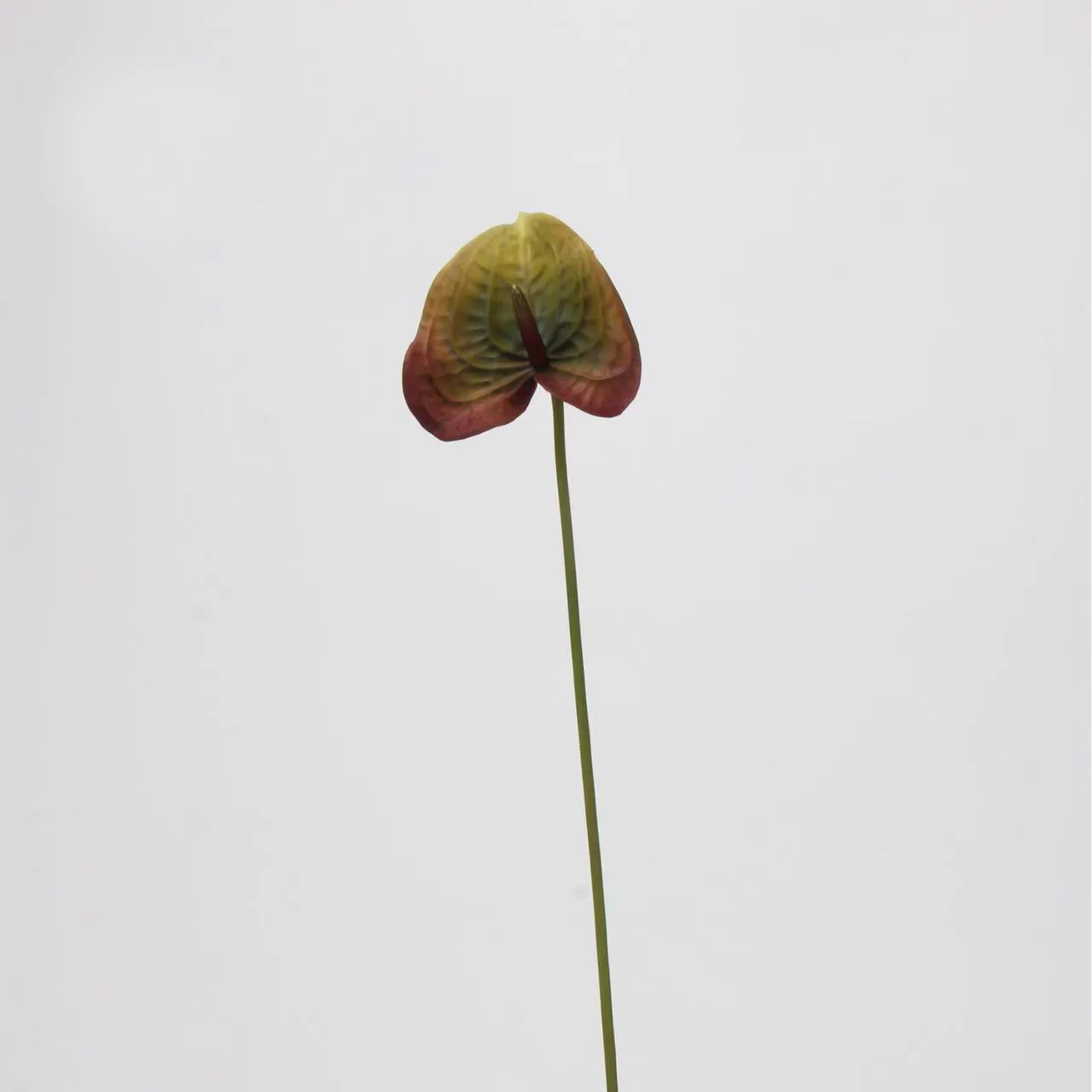 palma di anthurium