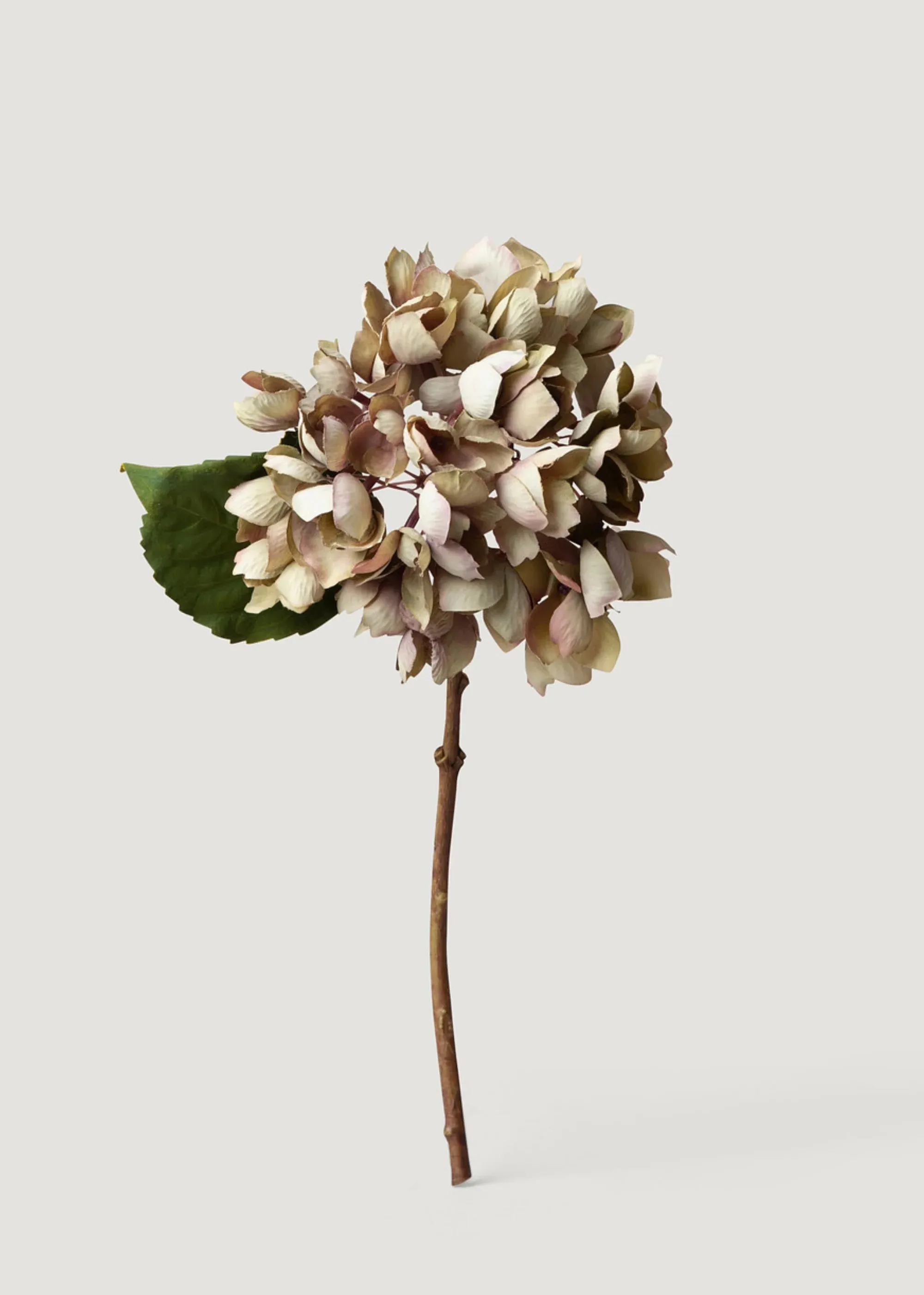 Aspetto secco fiore di ortensia finta