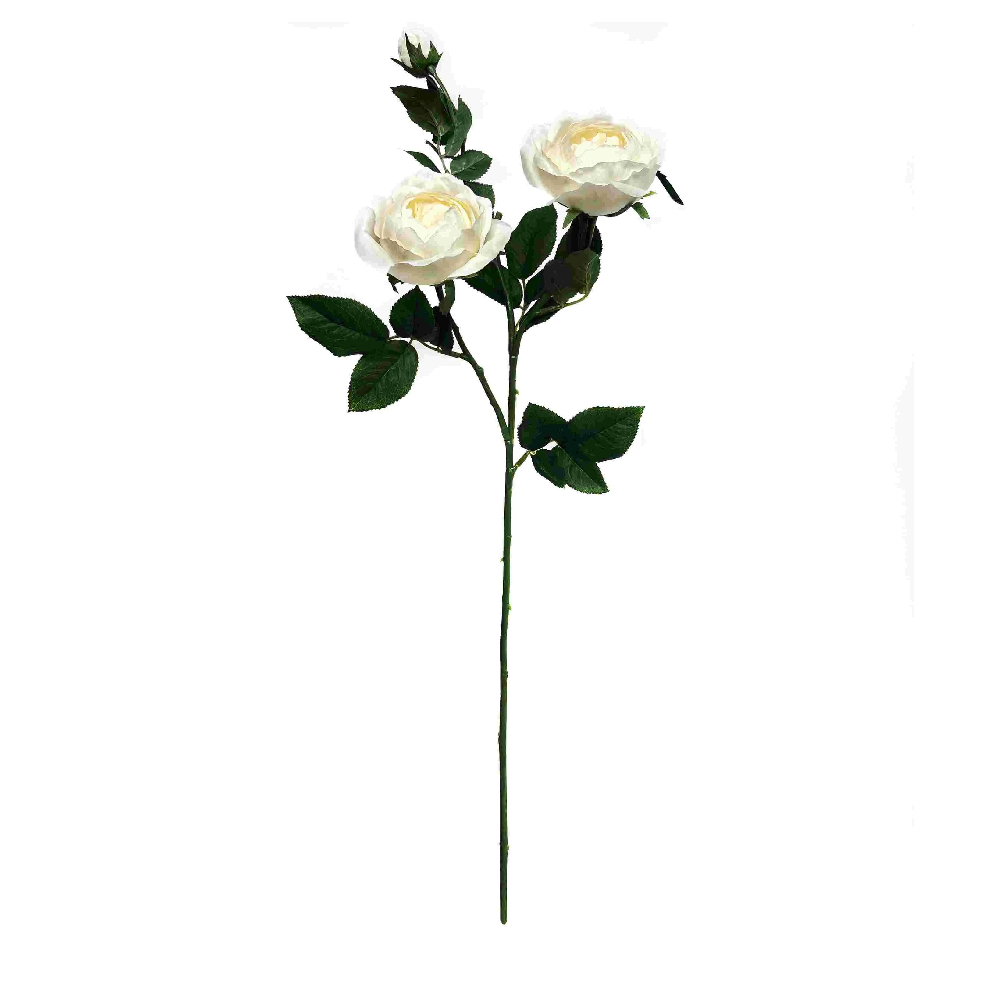 Una sola rosa farfalla
