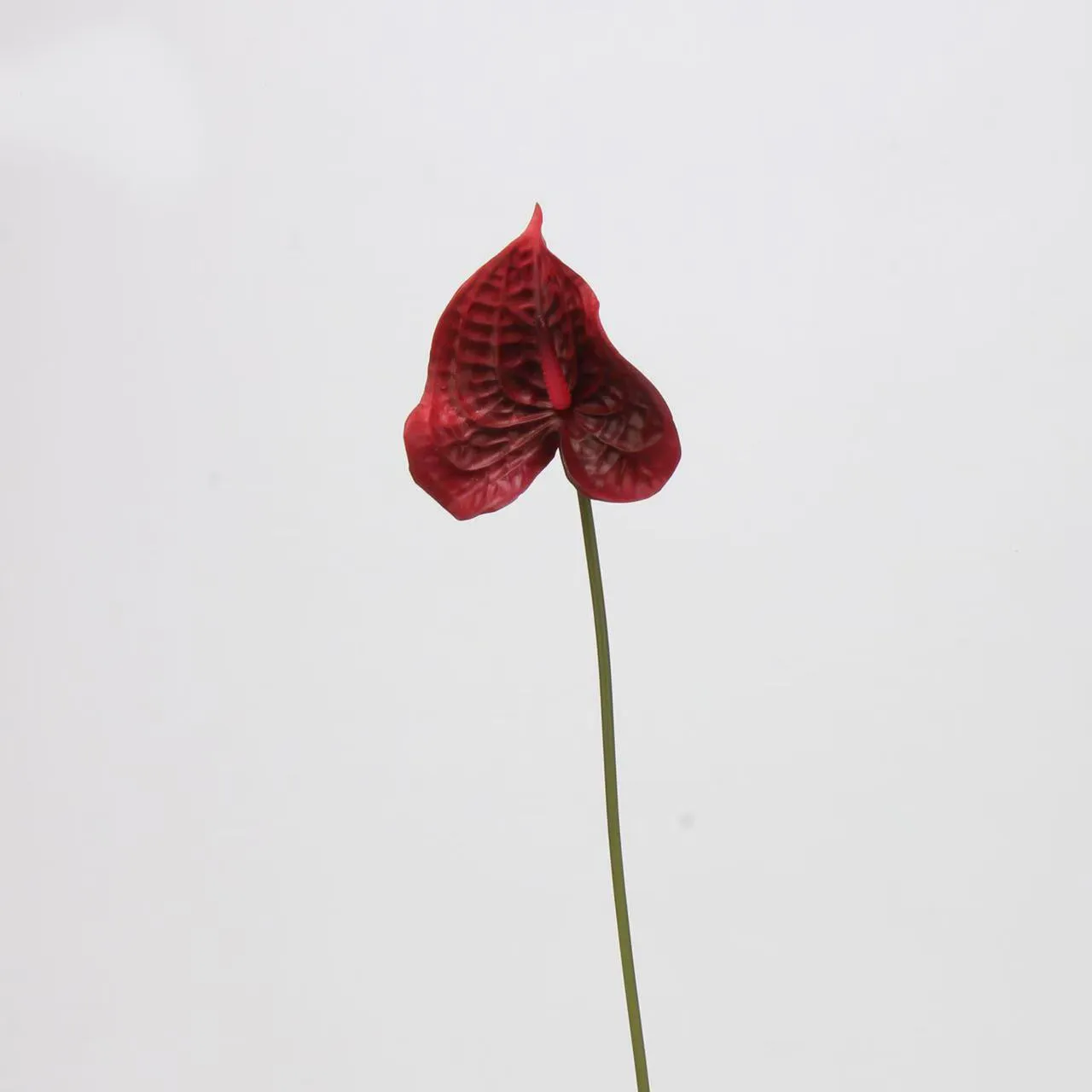 palma di anthurium