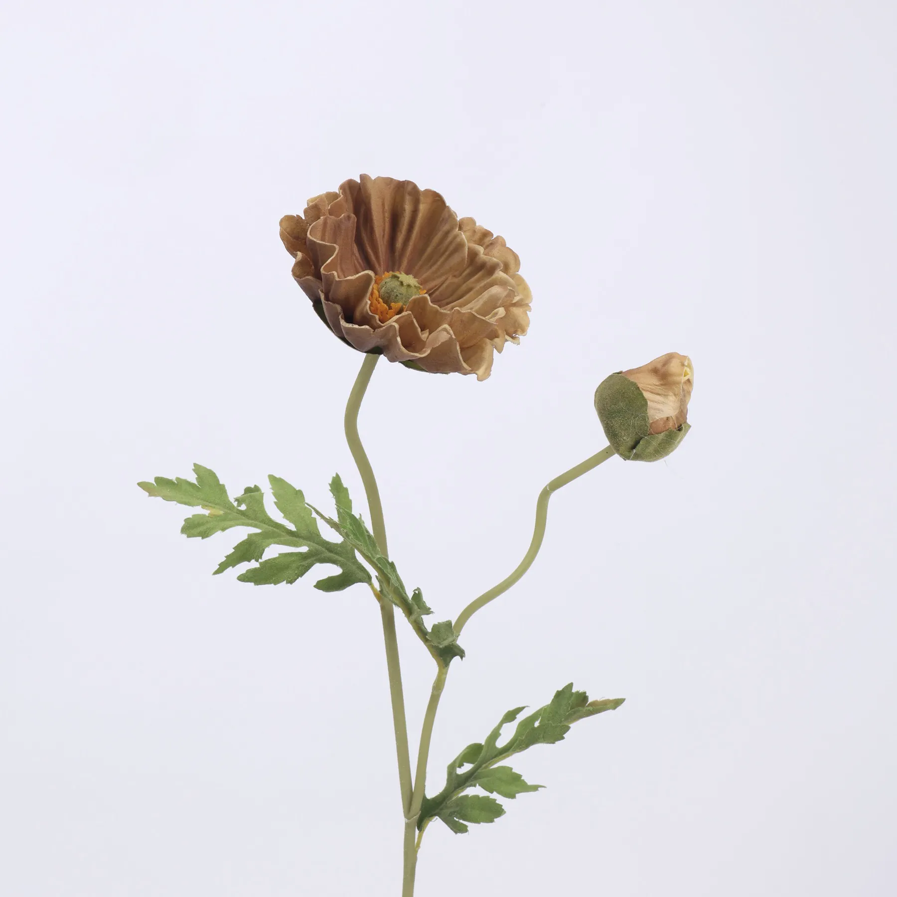 poppy di mais