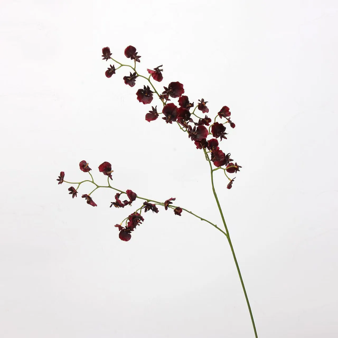orchidea di ballo