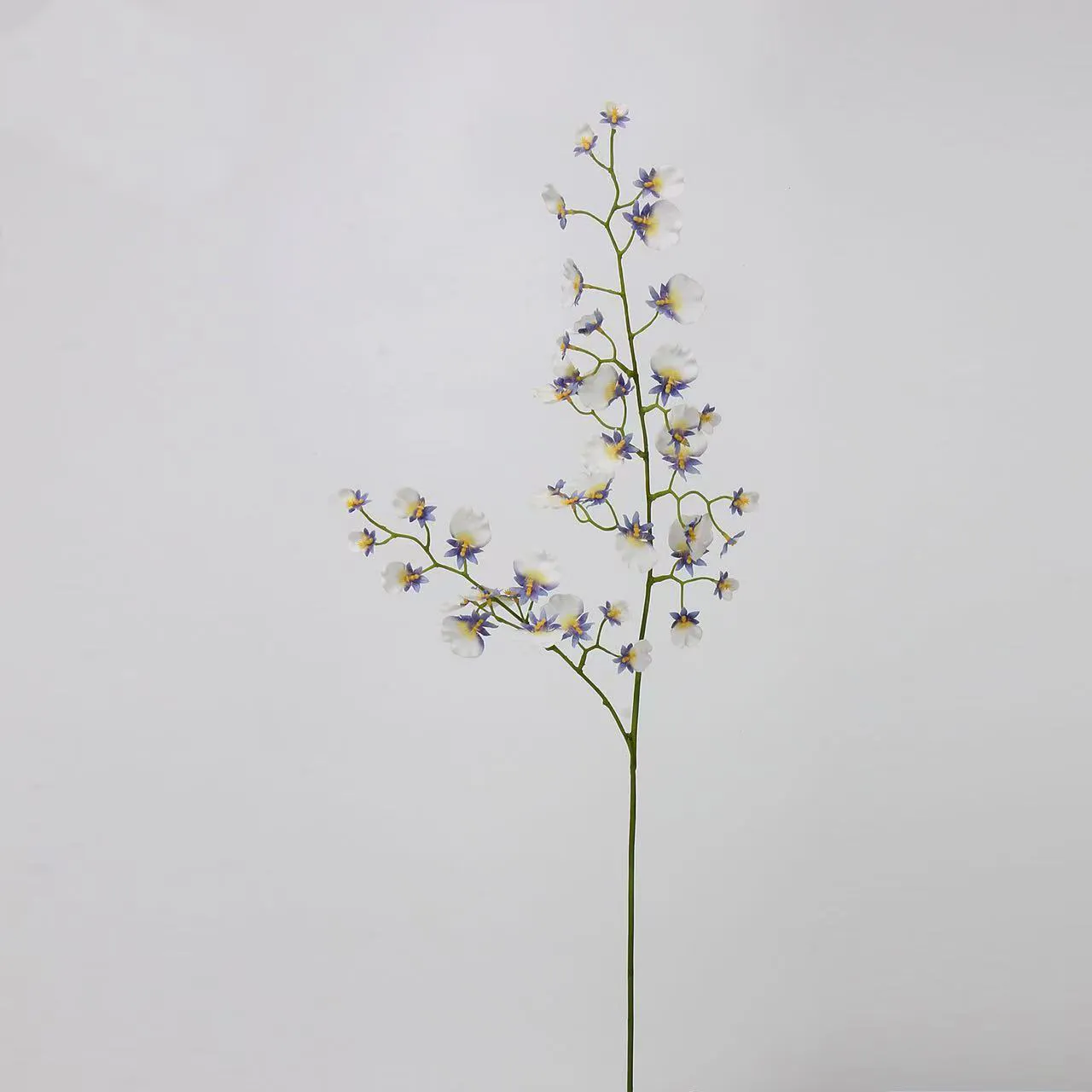 orchidea di ballo