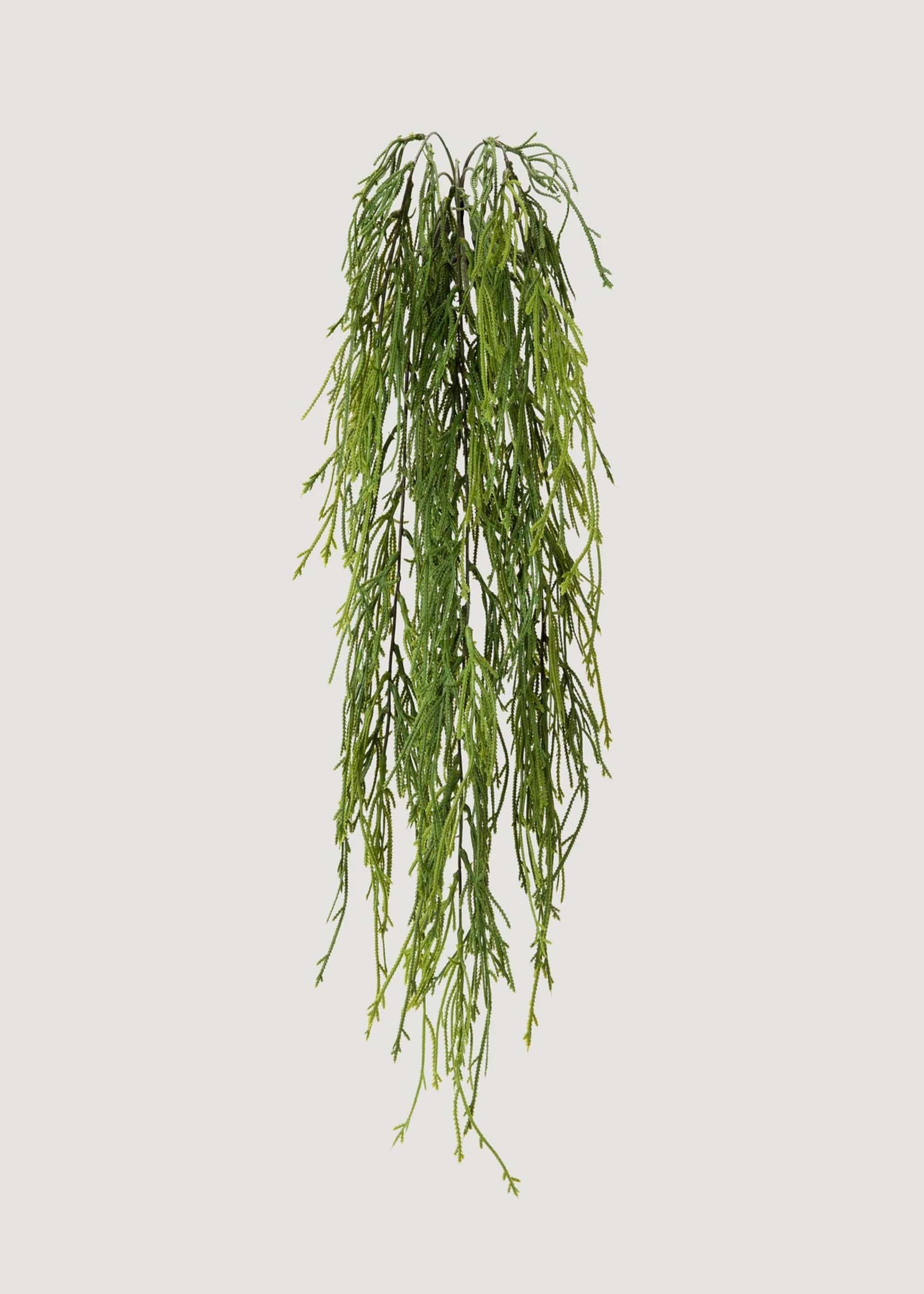 Indoor_outdoor False Fining Fern Fern Plant a partire da 100