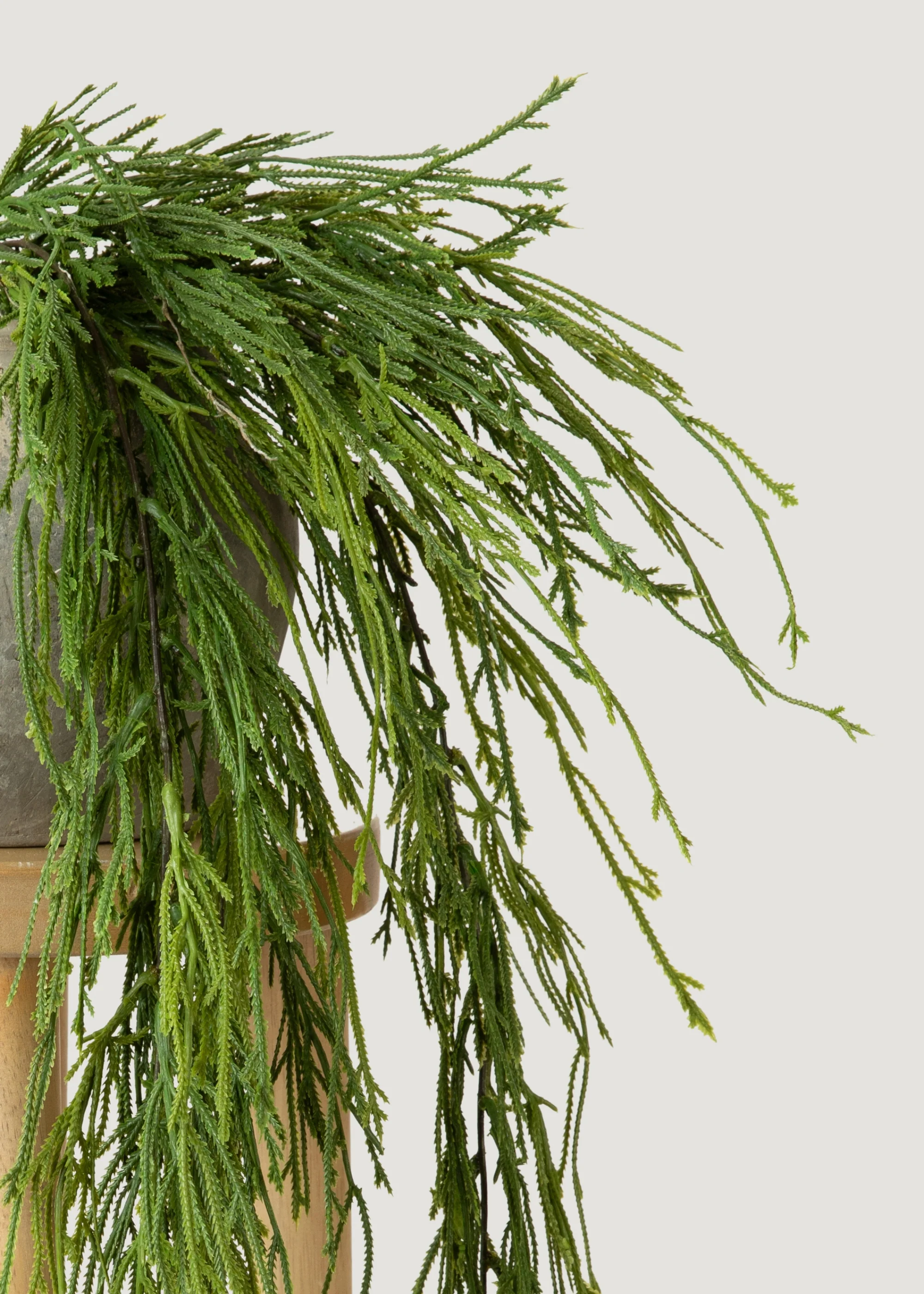 Indoor_outdoor False Fining Fern Fern Plant a partire da 100