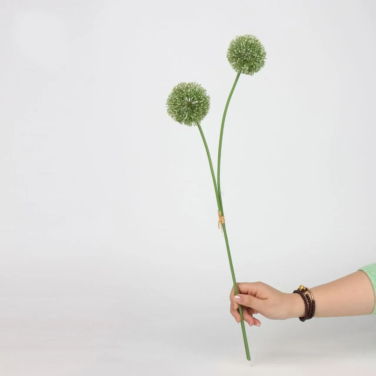 Allium giganteum