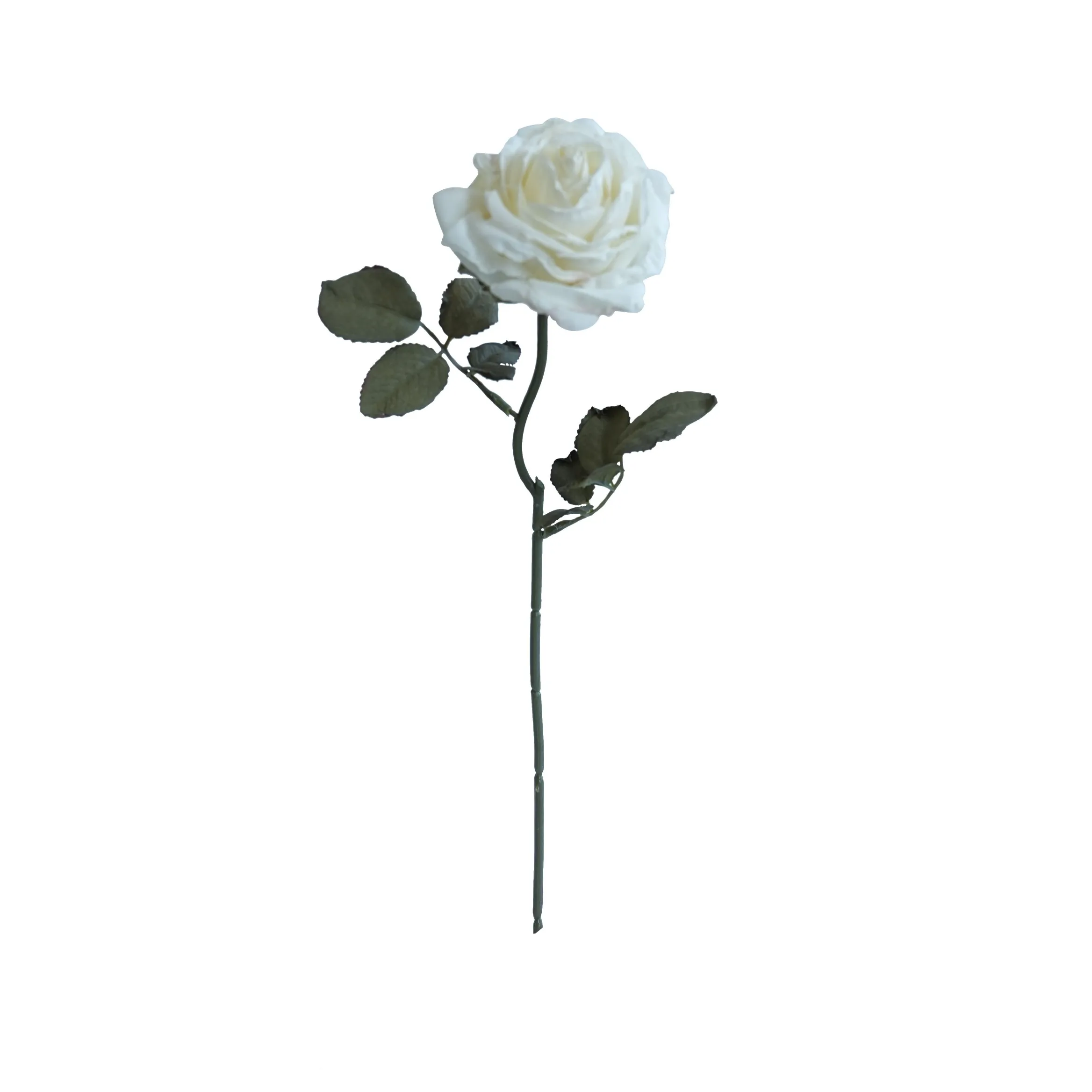 Rose multistrato confine di sughero