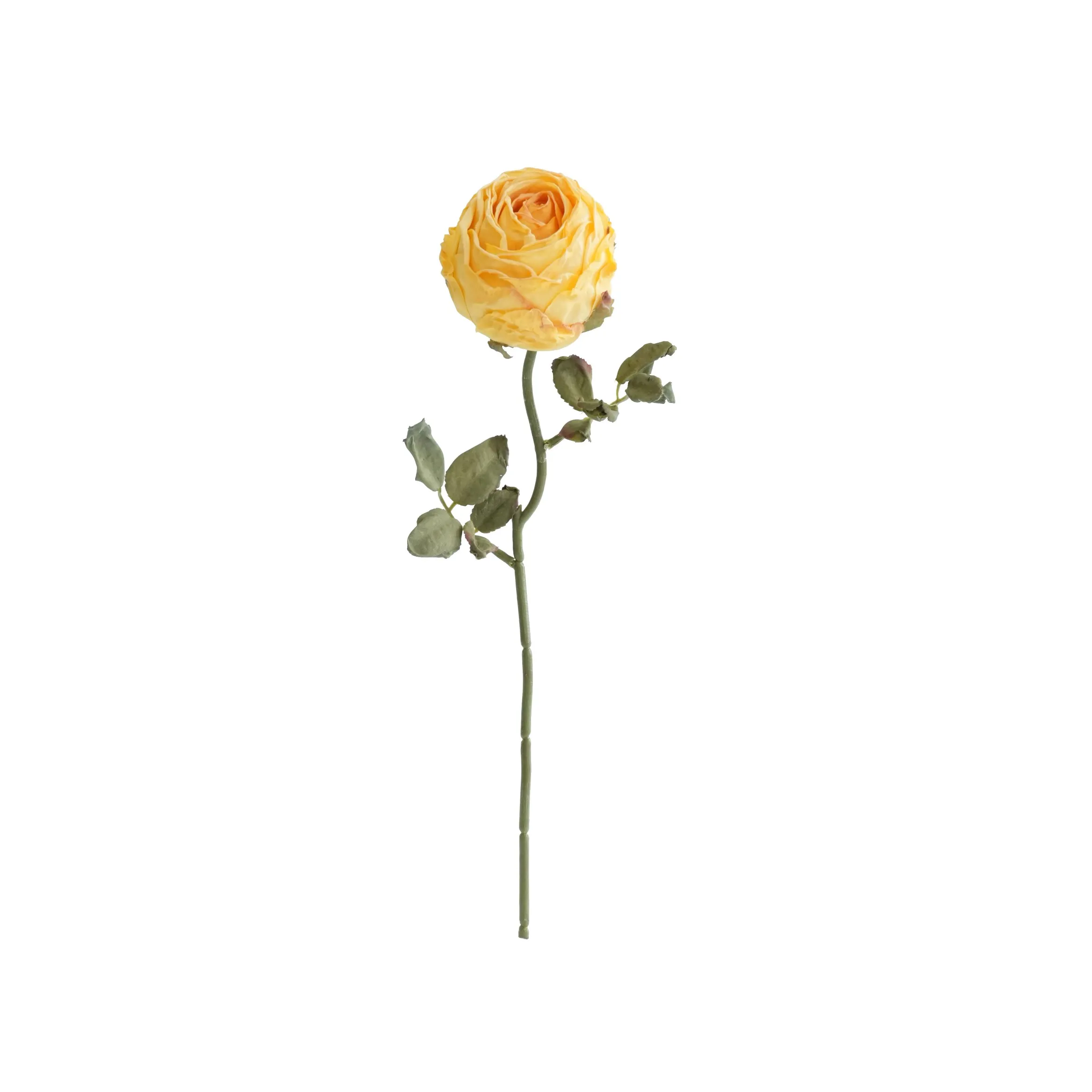 Rose rotonde tritate