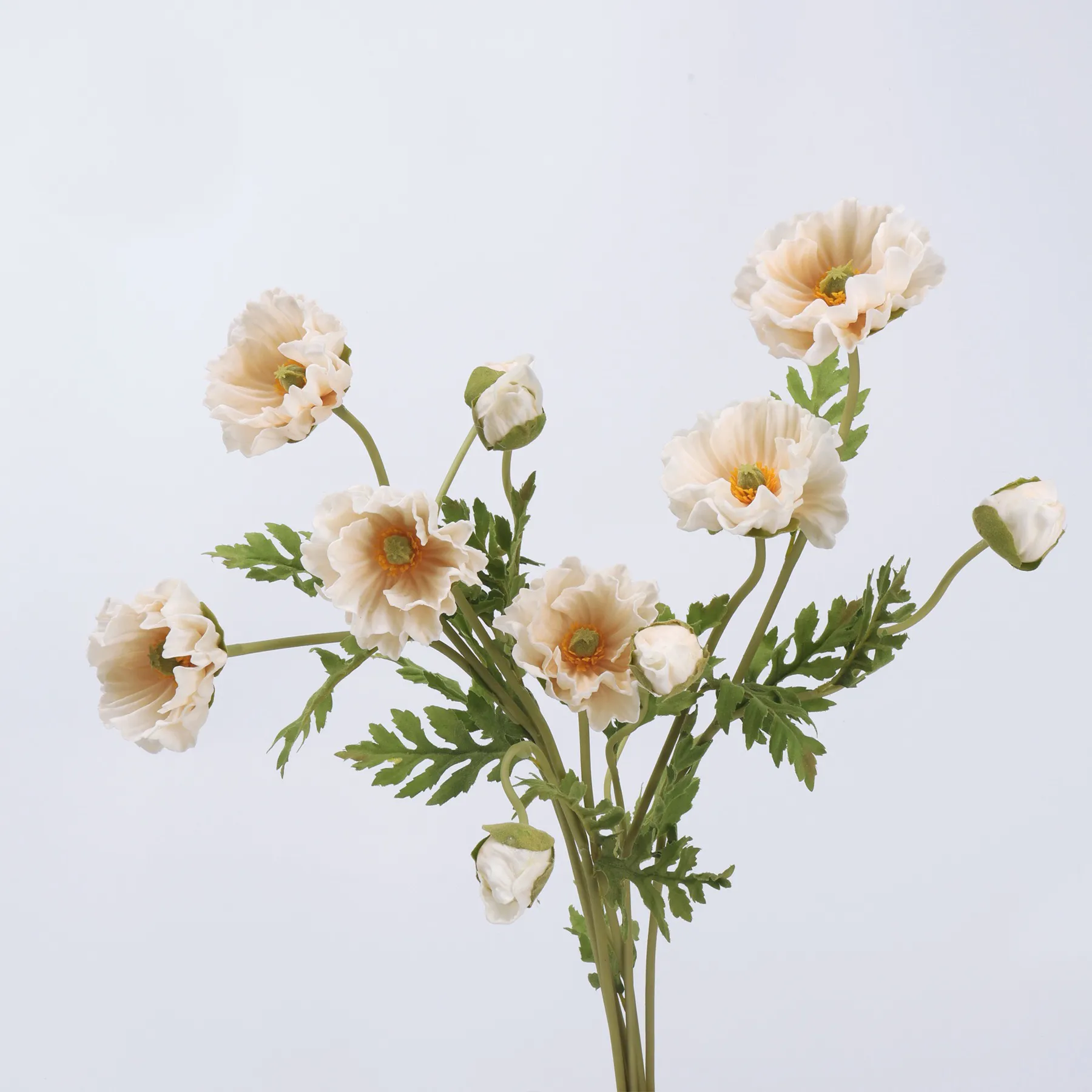 poppy di mais