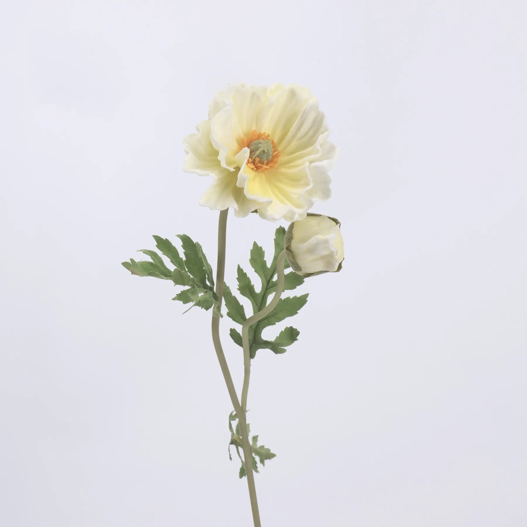poppy di mais