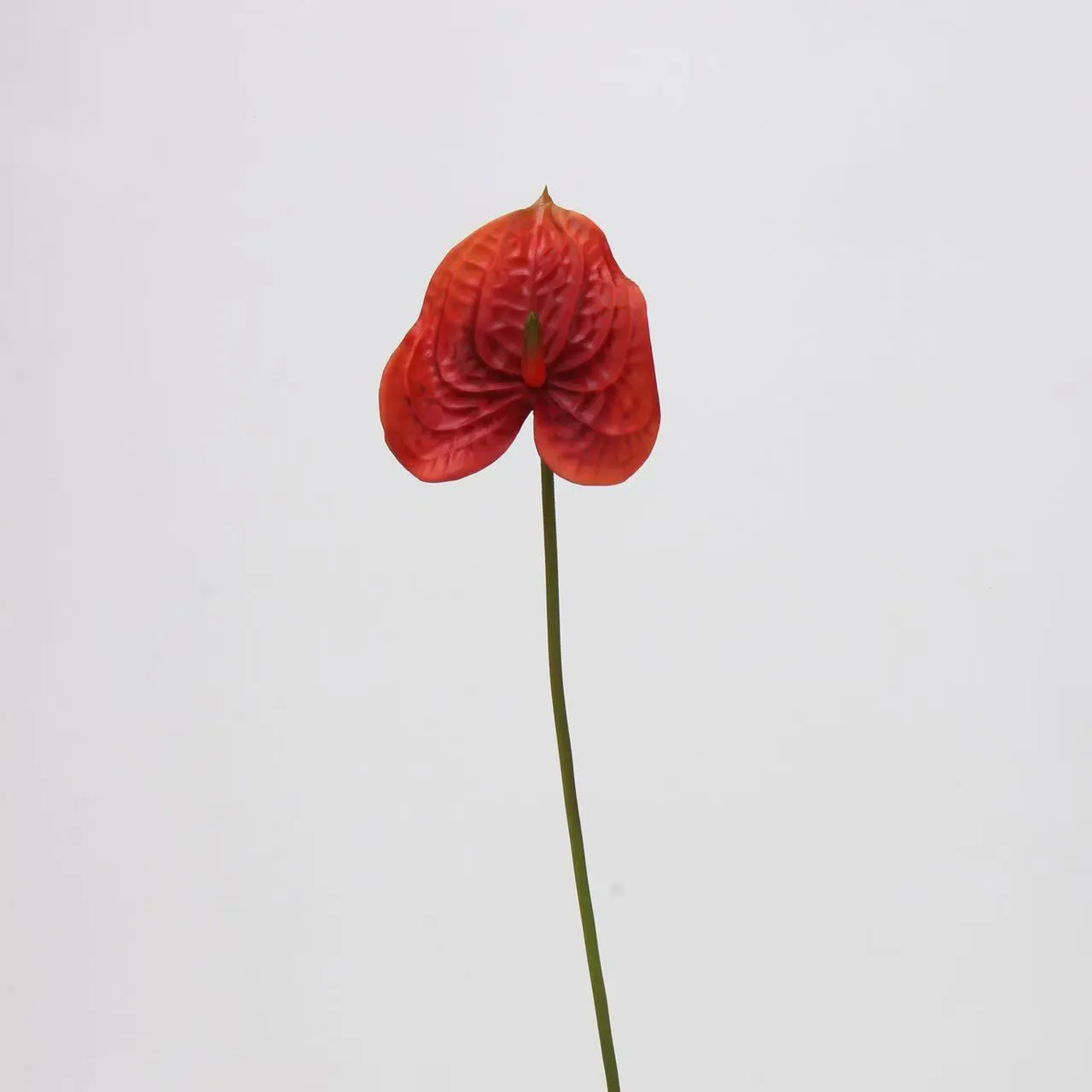 palma di anthurium