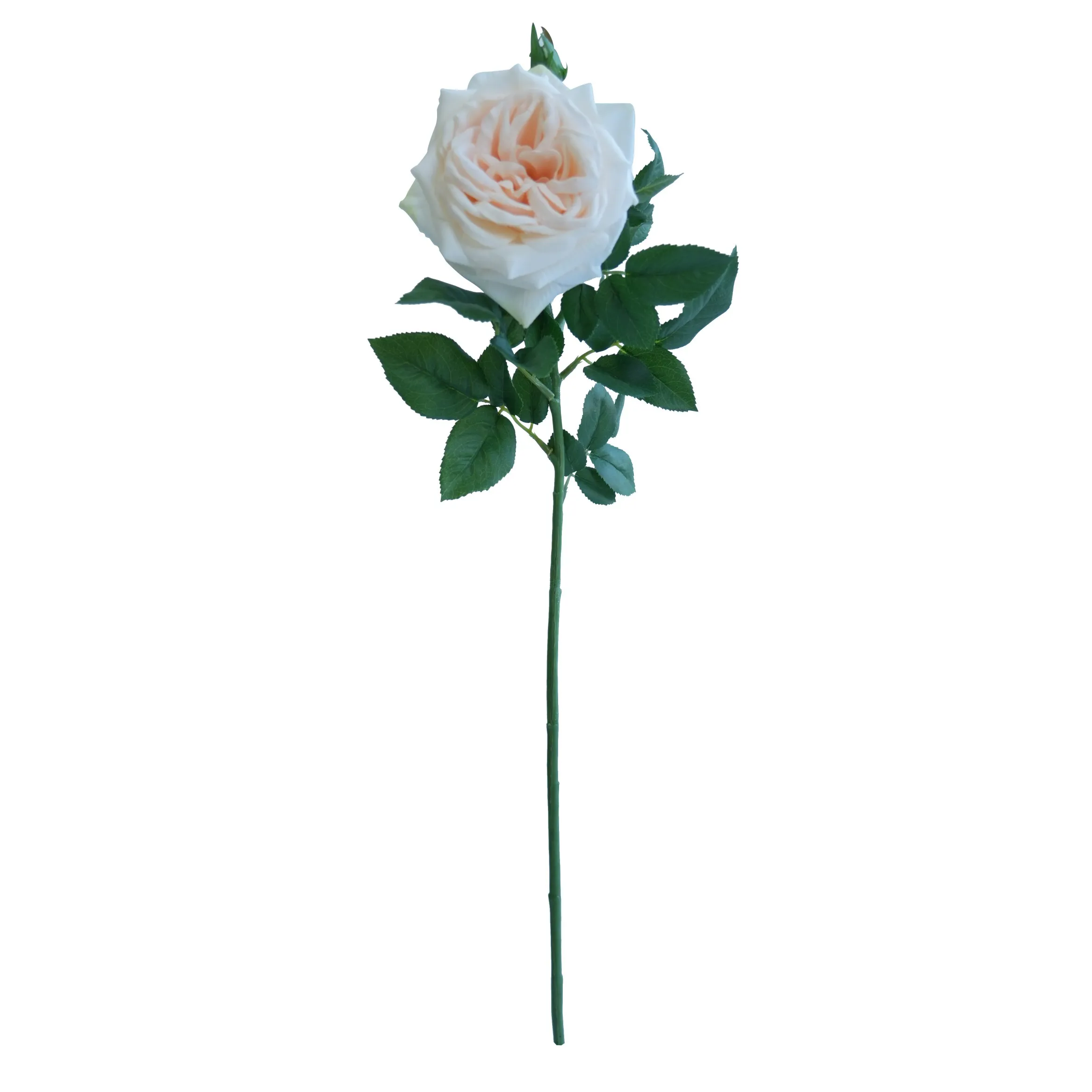 Rose singola Lychee