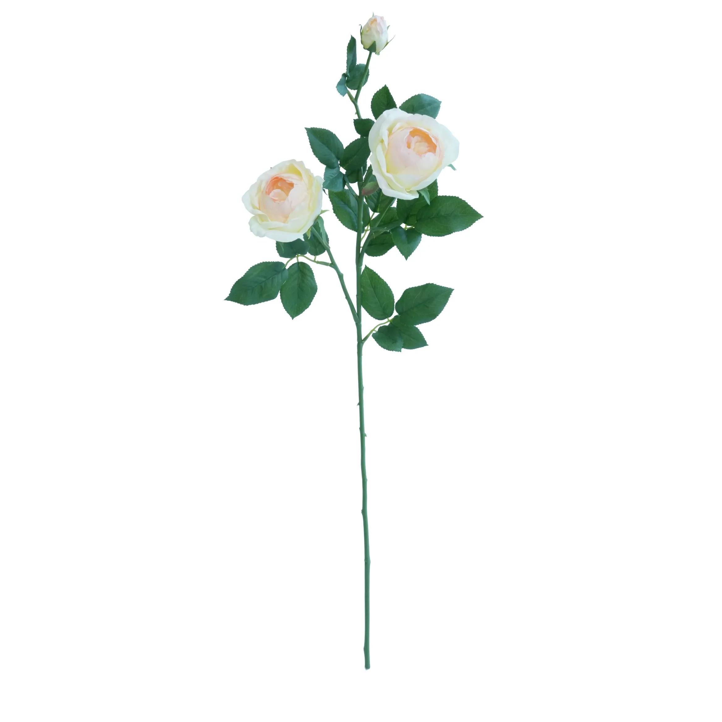 Una sola rosa farfalla