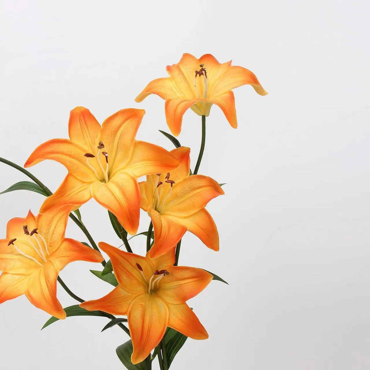 Amante Lily