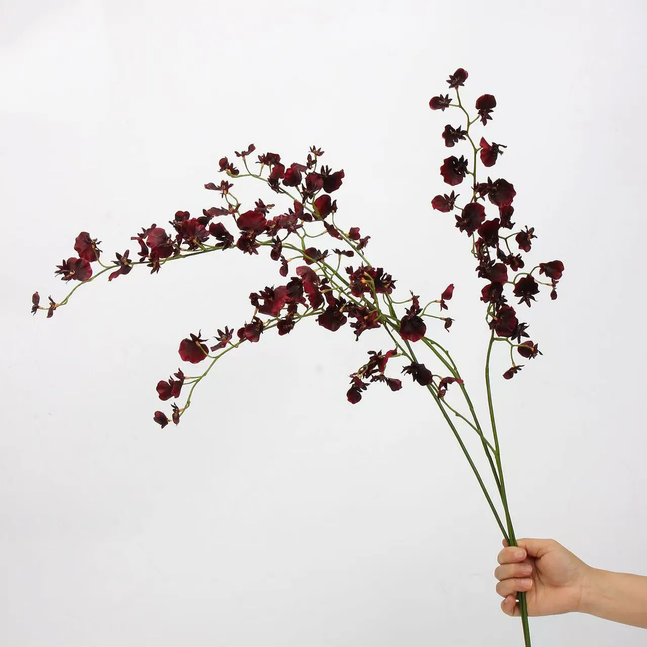 orchidea di ballo