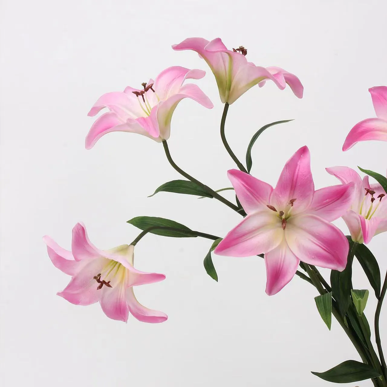 Amante Lily