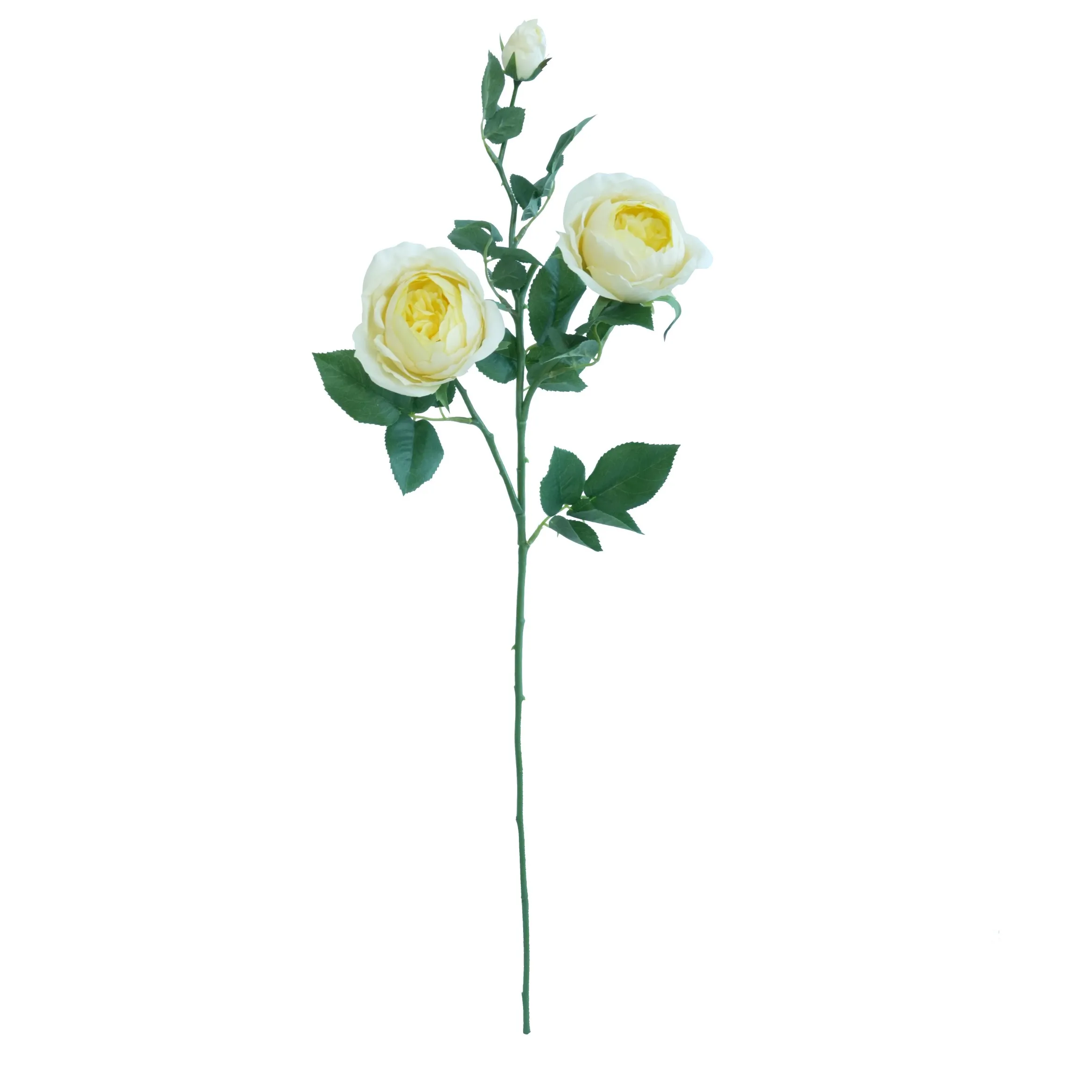 Una sola rosa farfalla