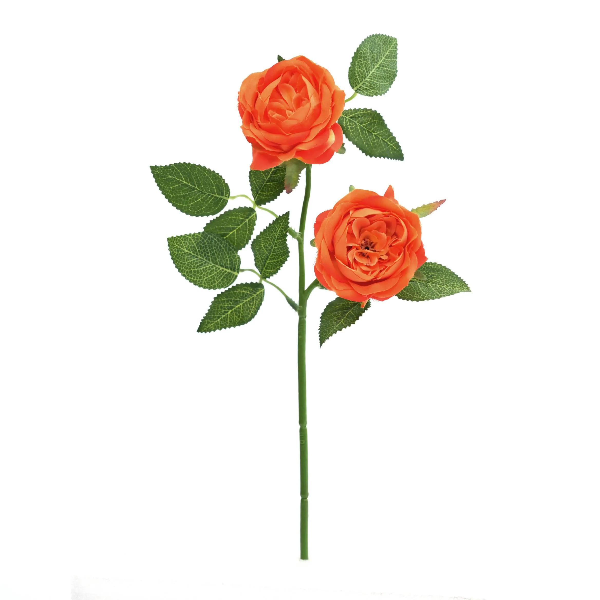 2 rose