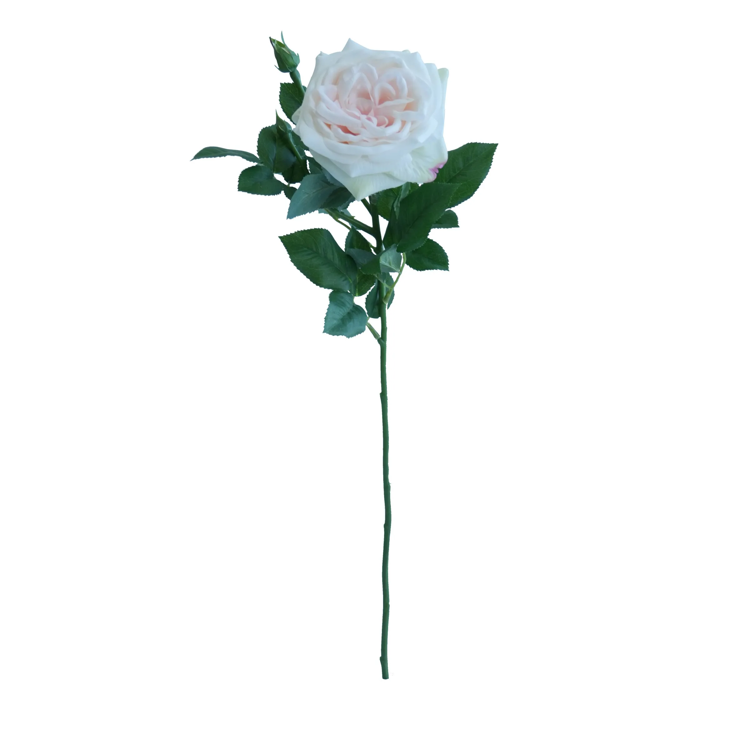 Rose singola Lychee