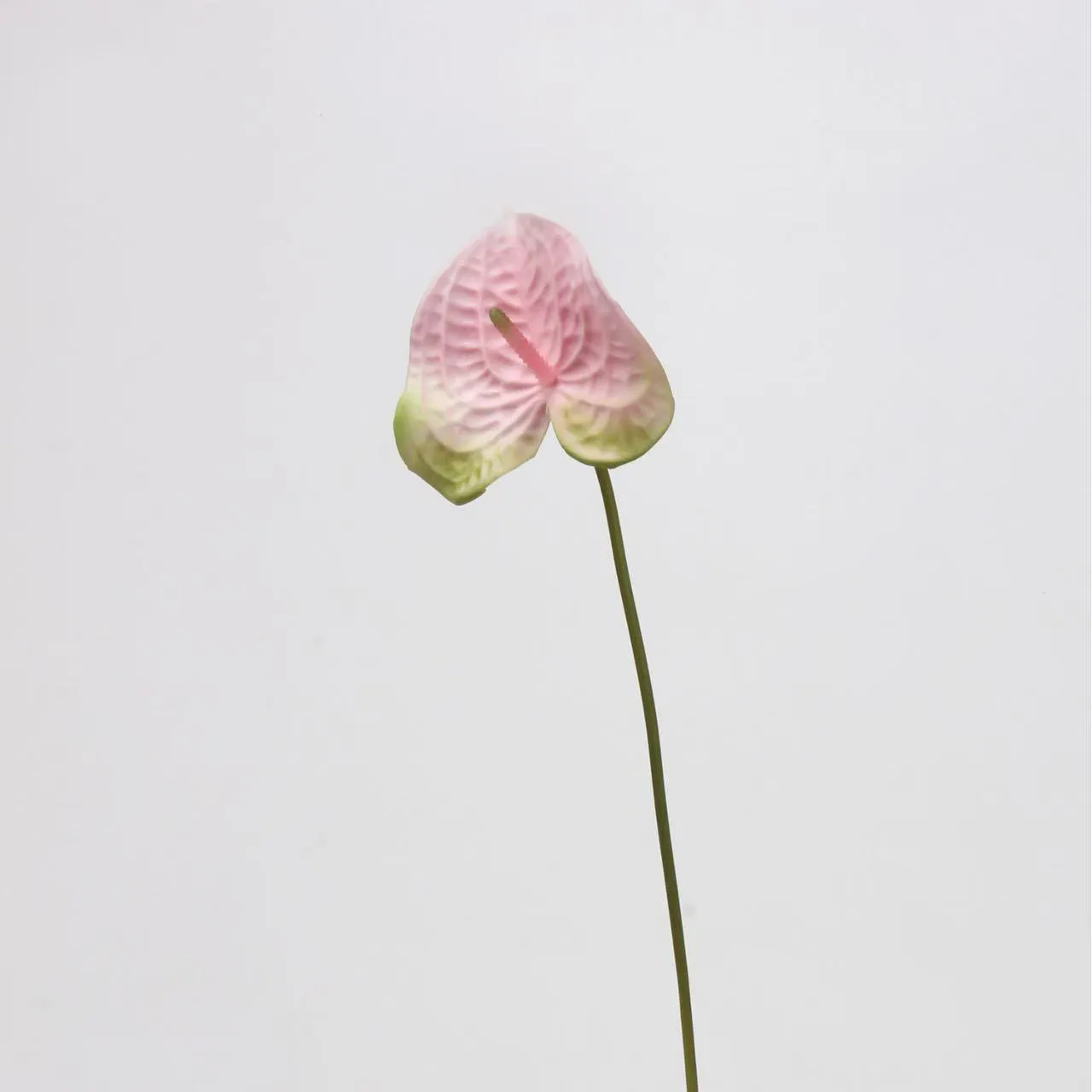palma di anthurium