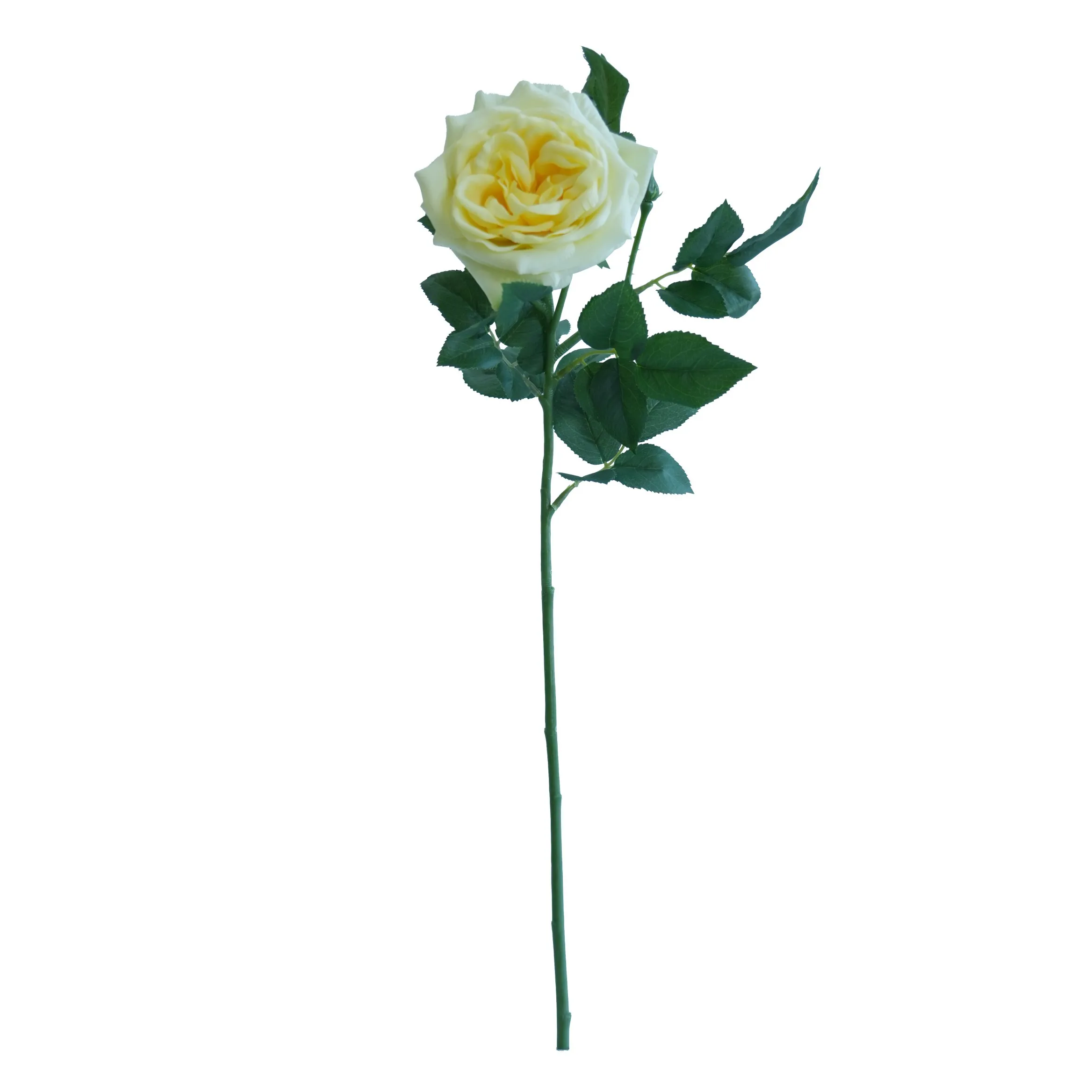 Rose singola Lychee