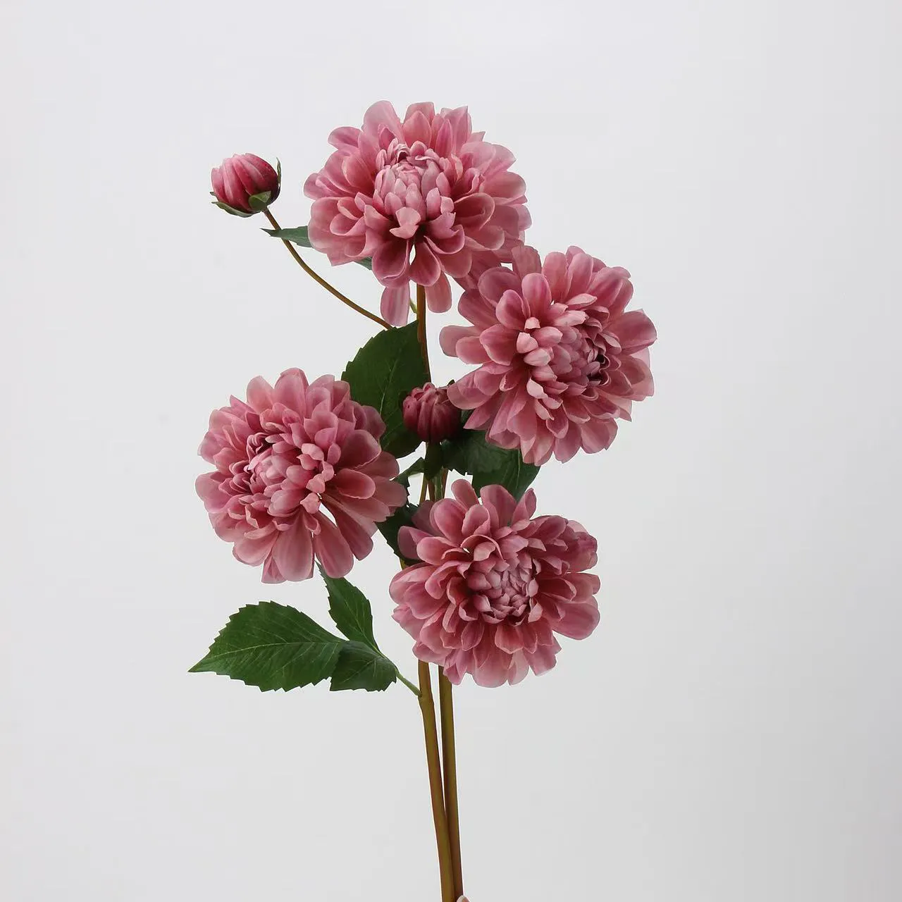 Dalia