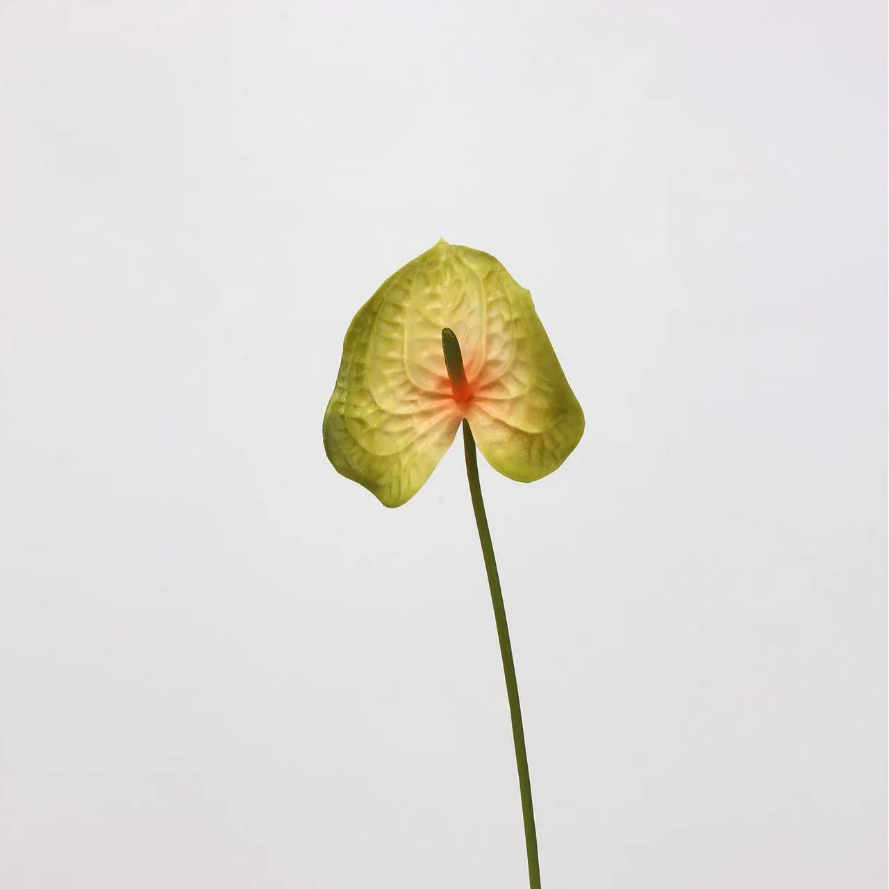 palma di anthurium