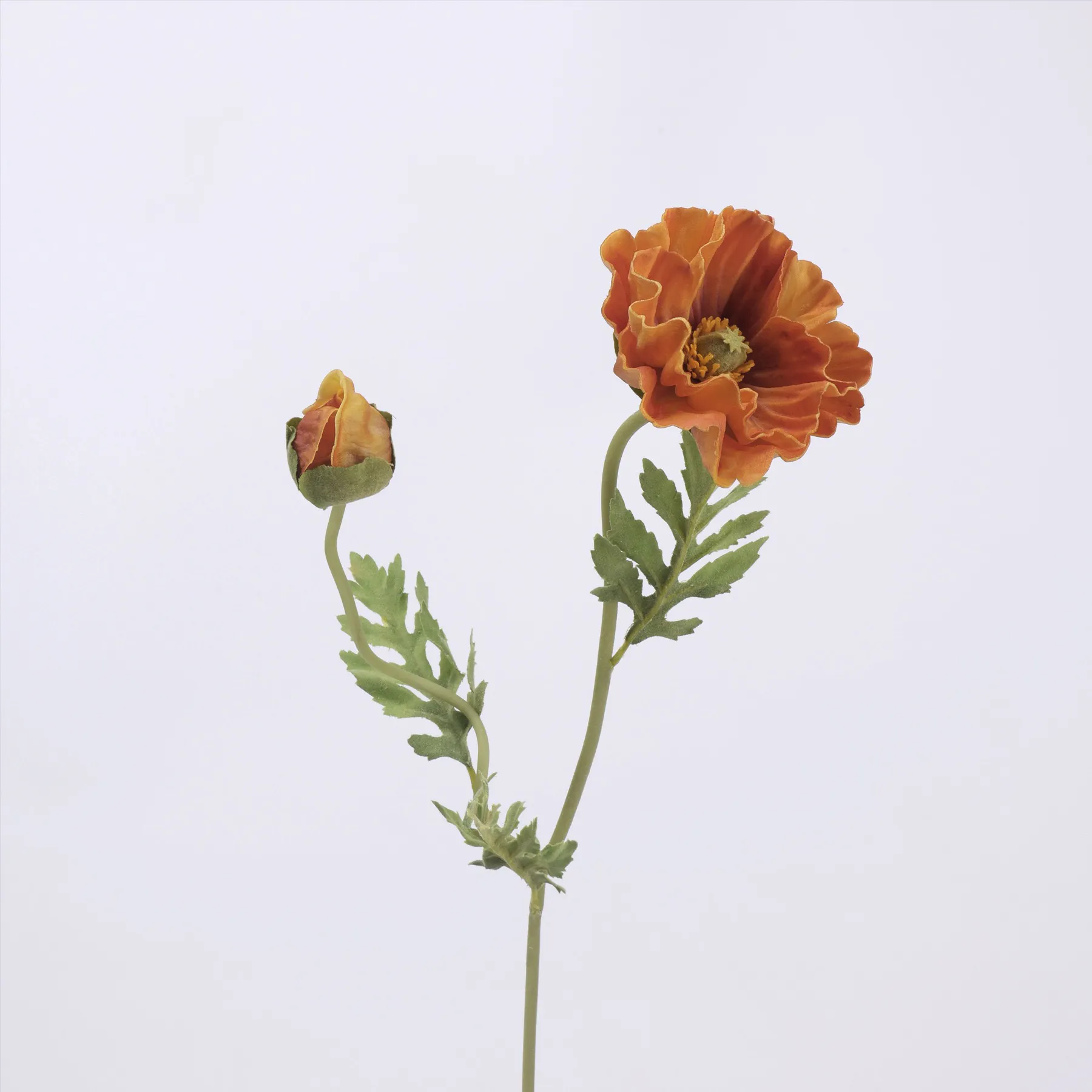 poppy di mais