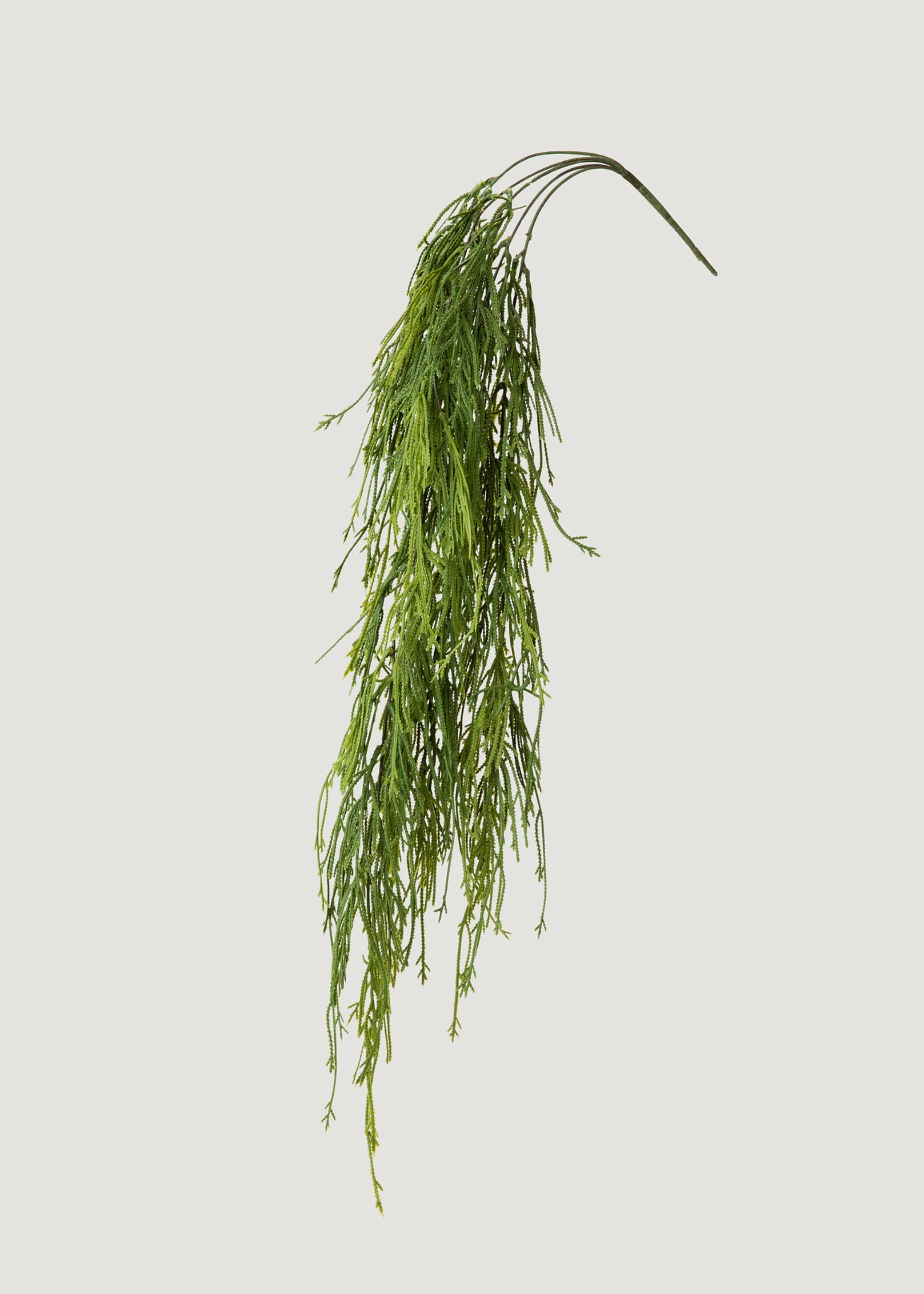Indoor_outdoor False Fining Fern Fern Plant a partire da 100