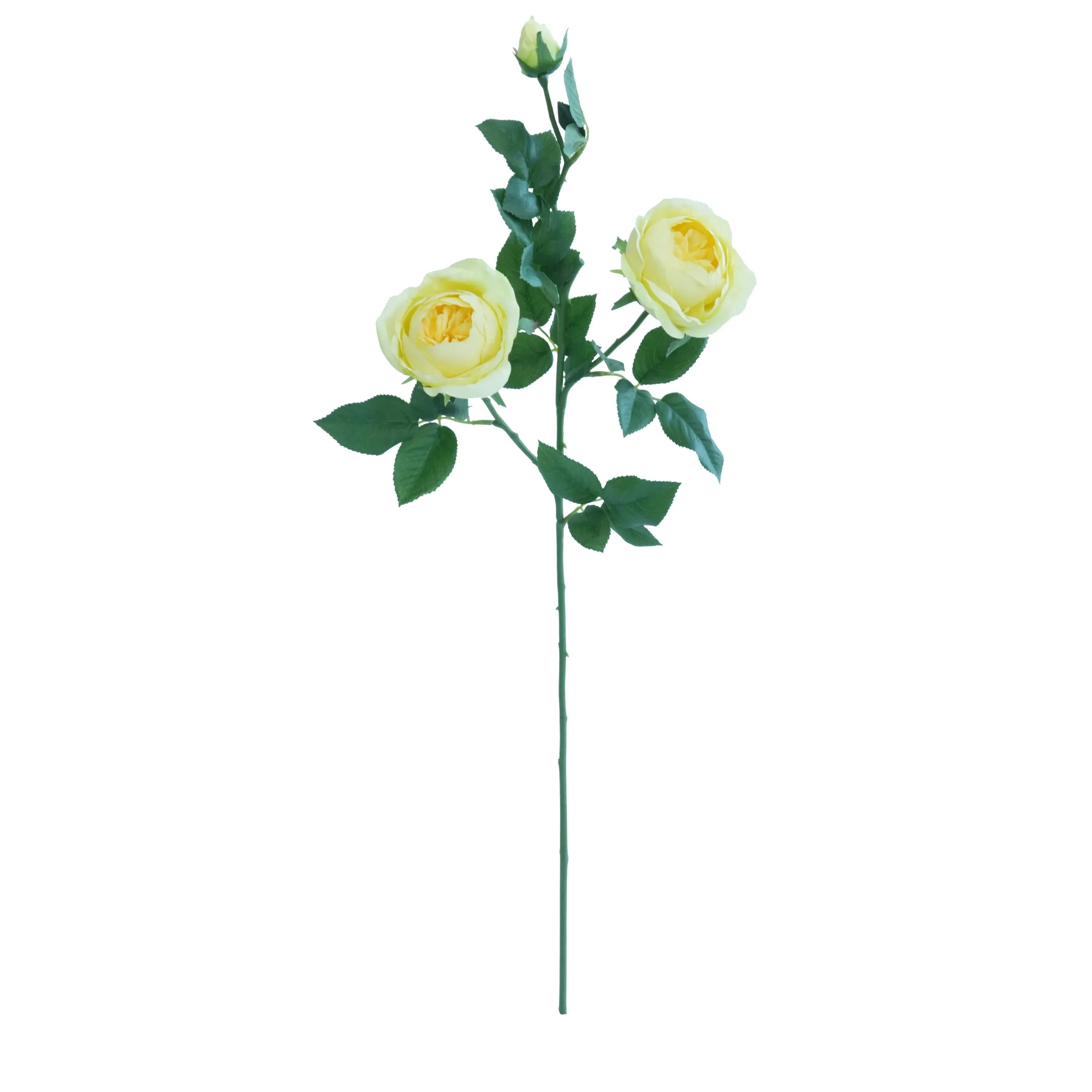 Una sola rosa farfalla