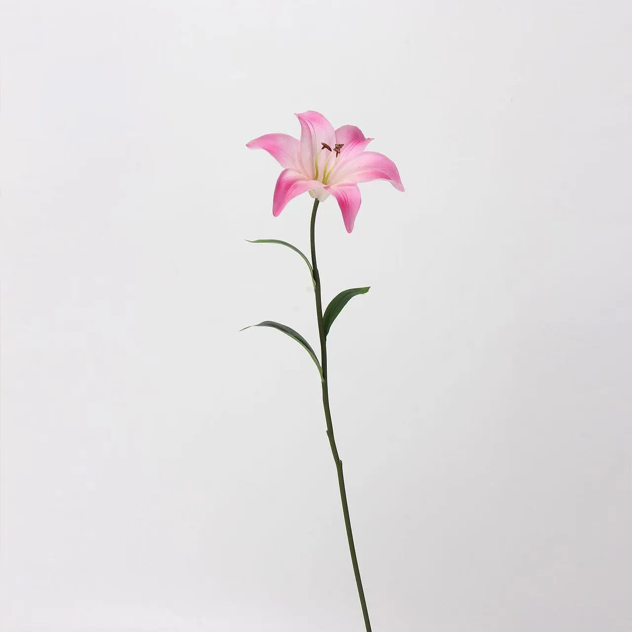 Amante Lily