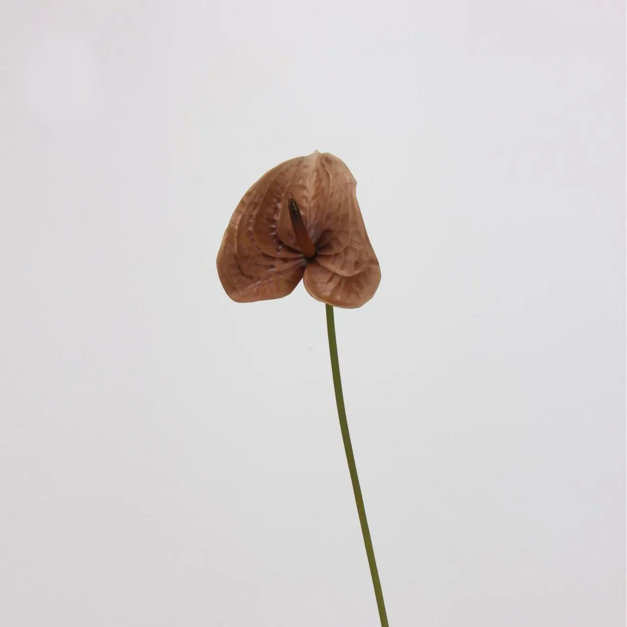 palma di anthurium