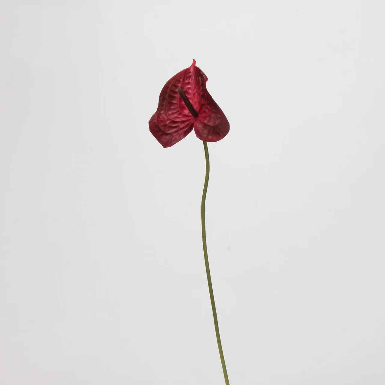 palma di anthurium