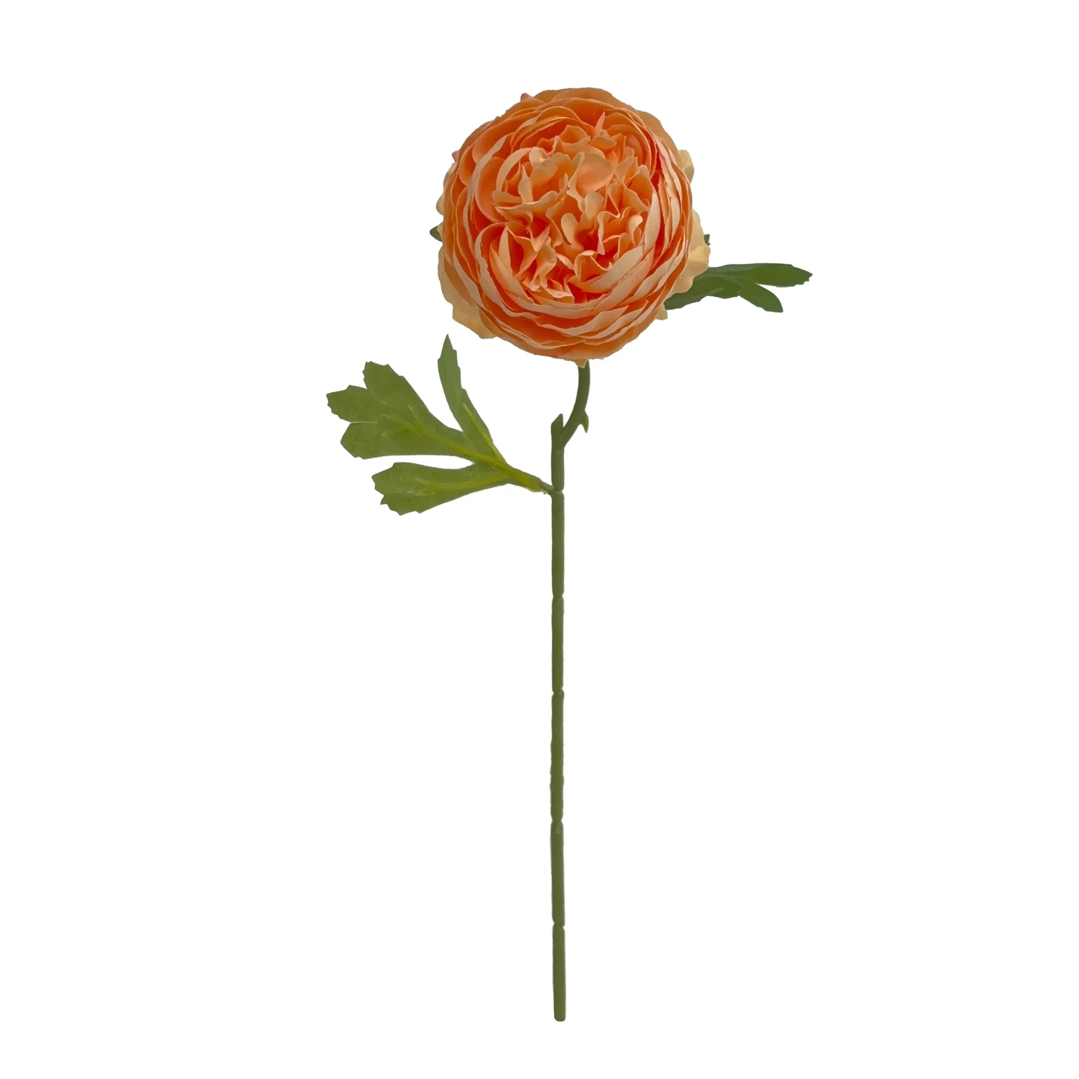 Peonie monocariche