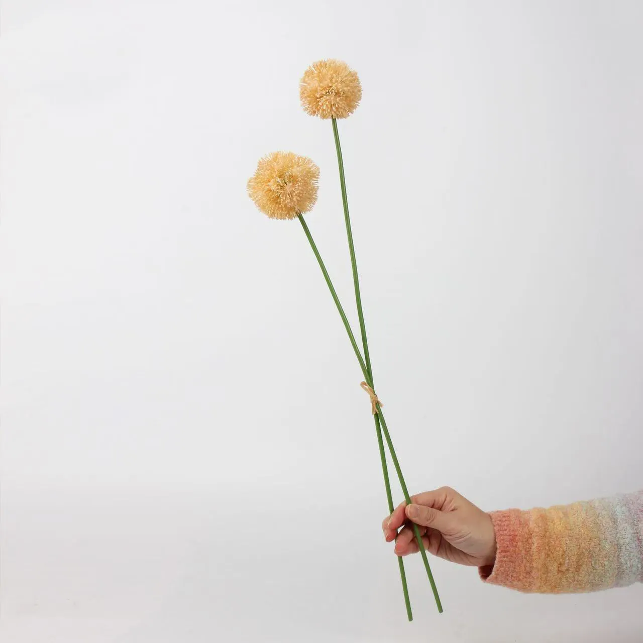 Allium giganteum