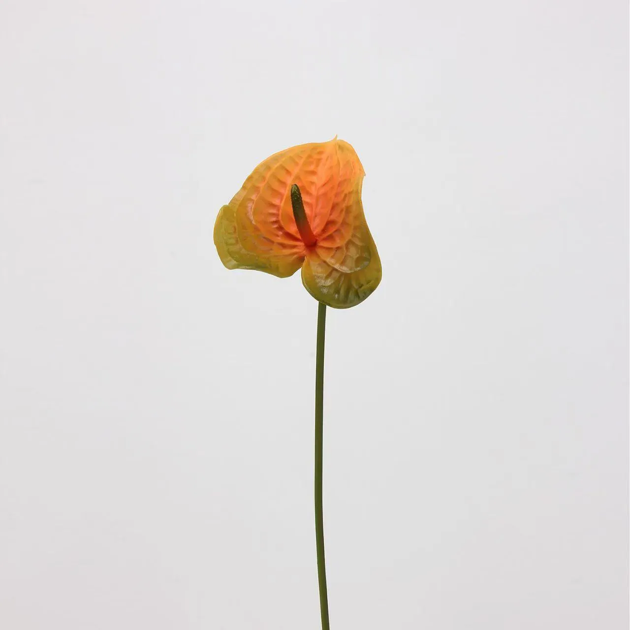 palma di anthurium