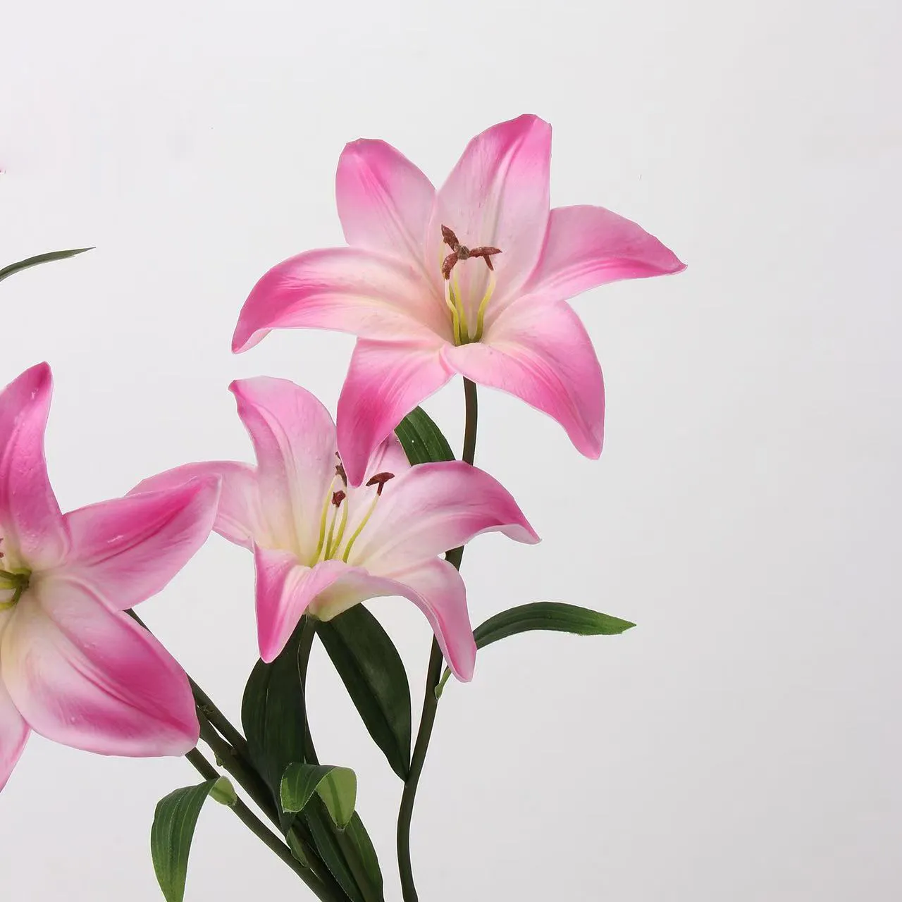 Amante Lily