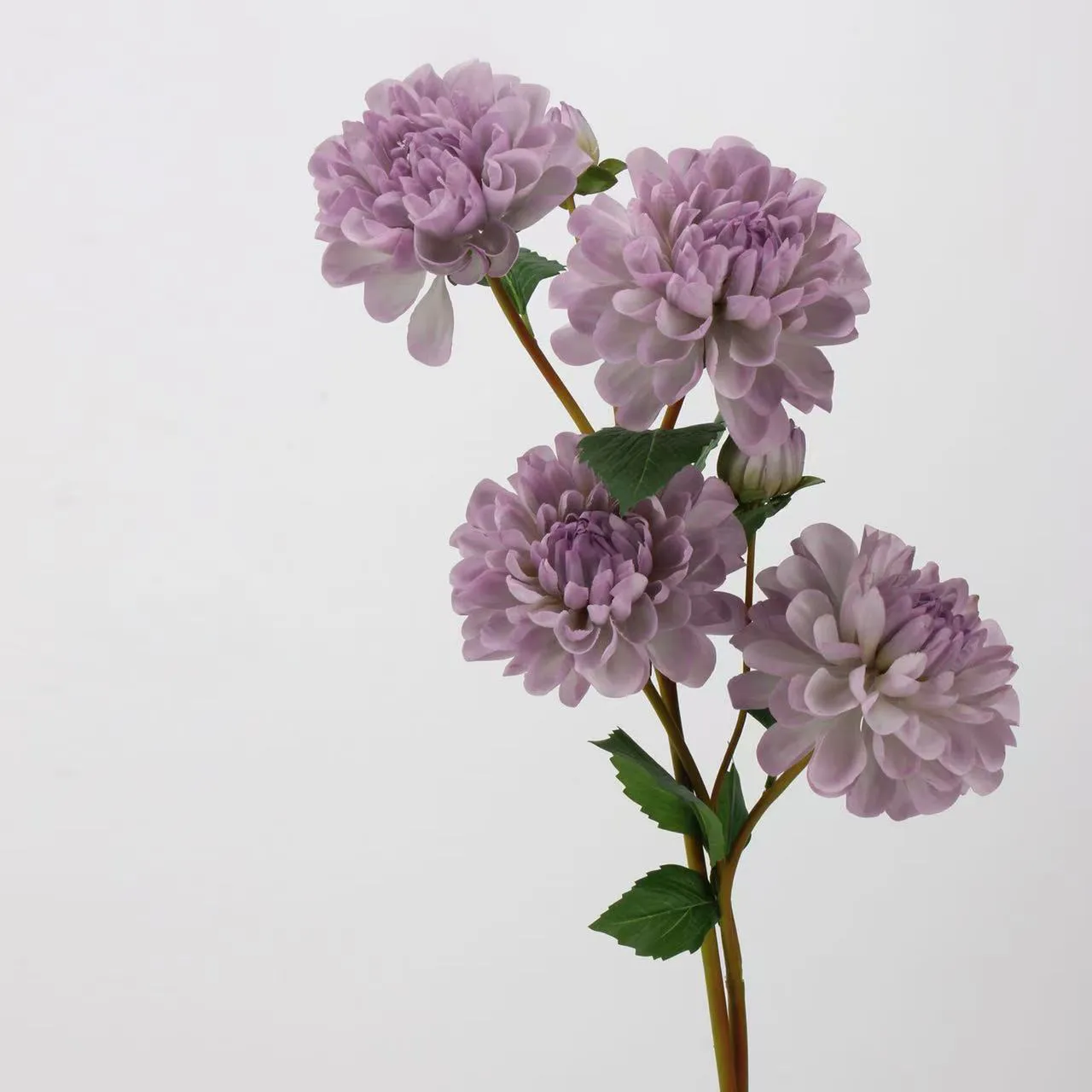 Dalia