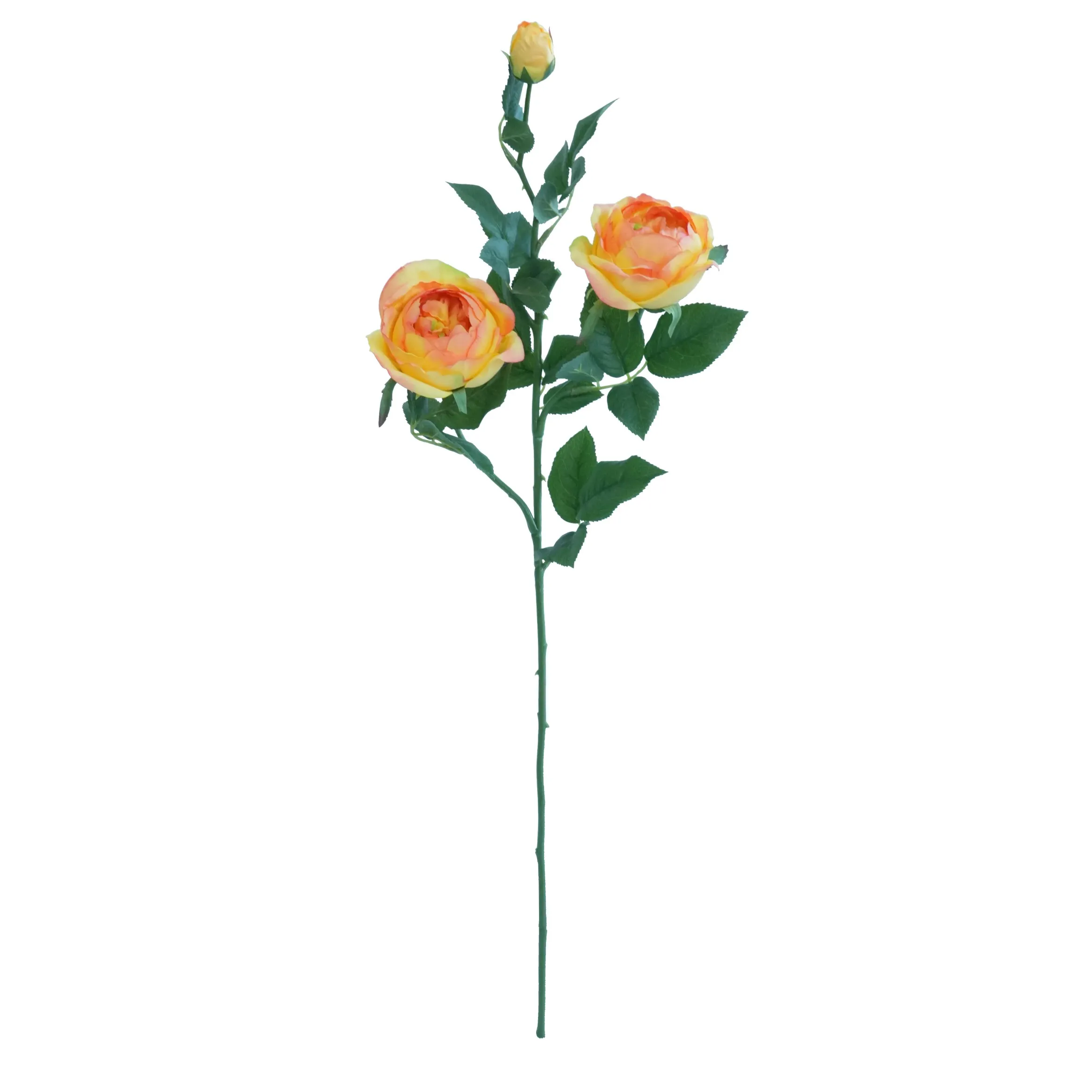 Una sola rosa farfalla