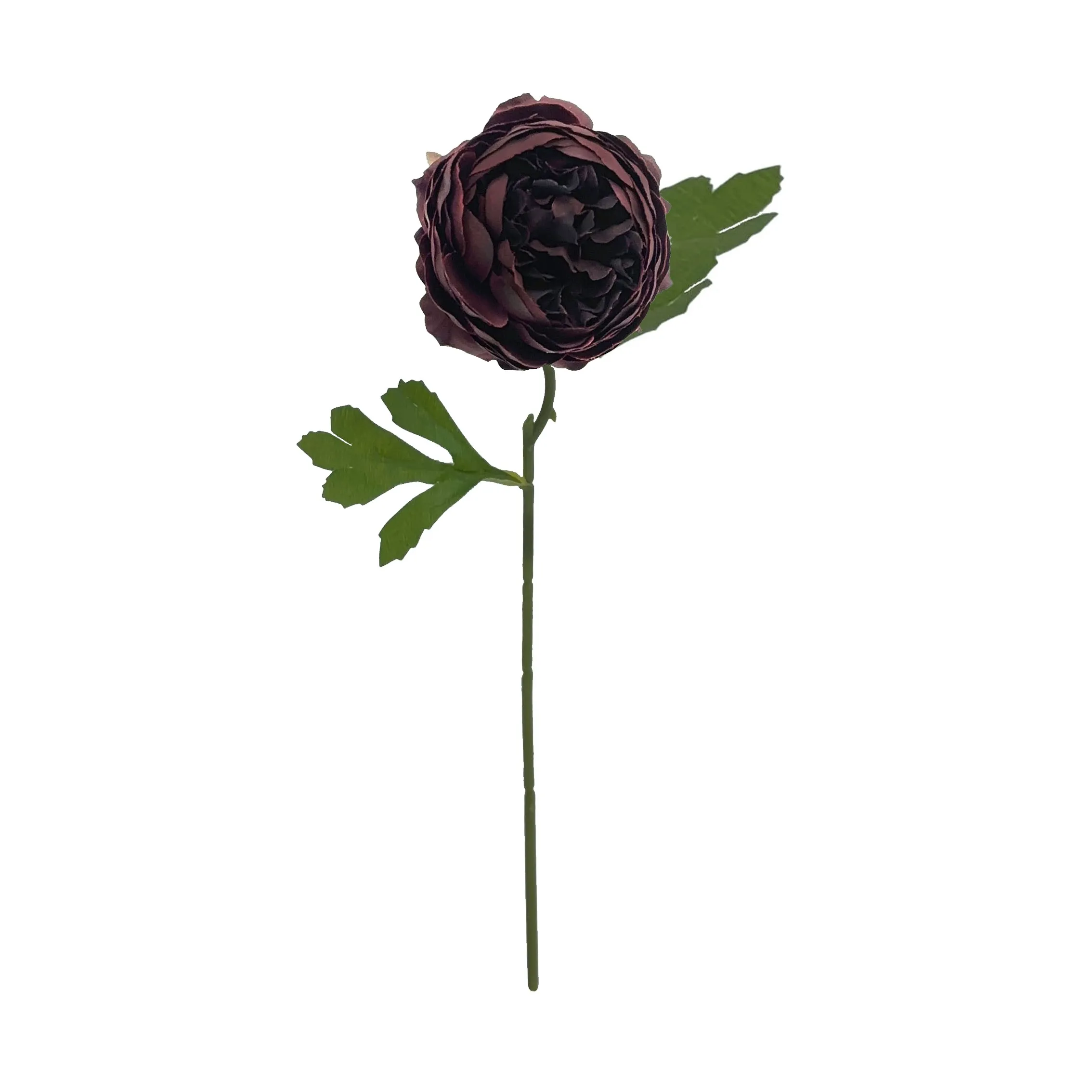 Peonie monocariche
