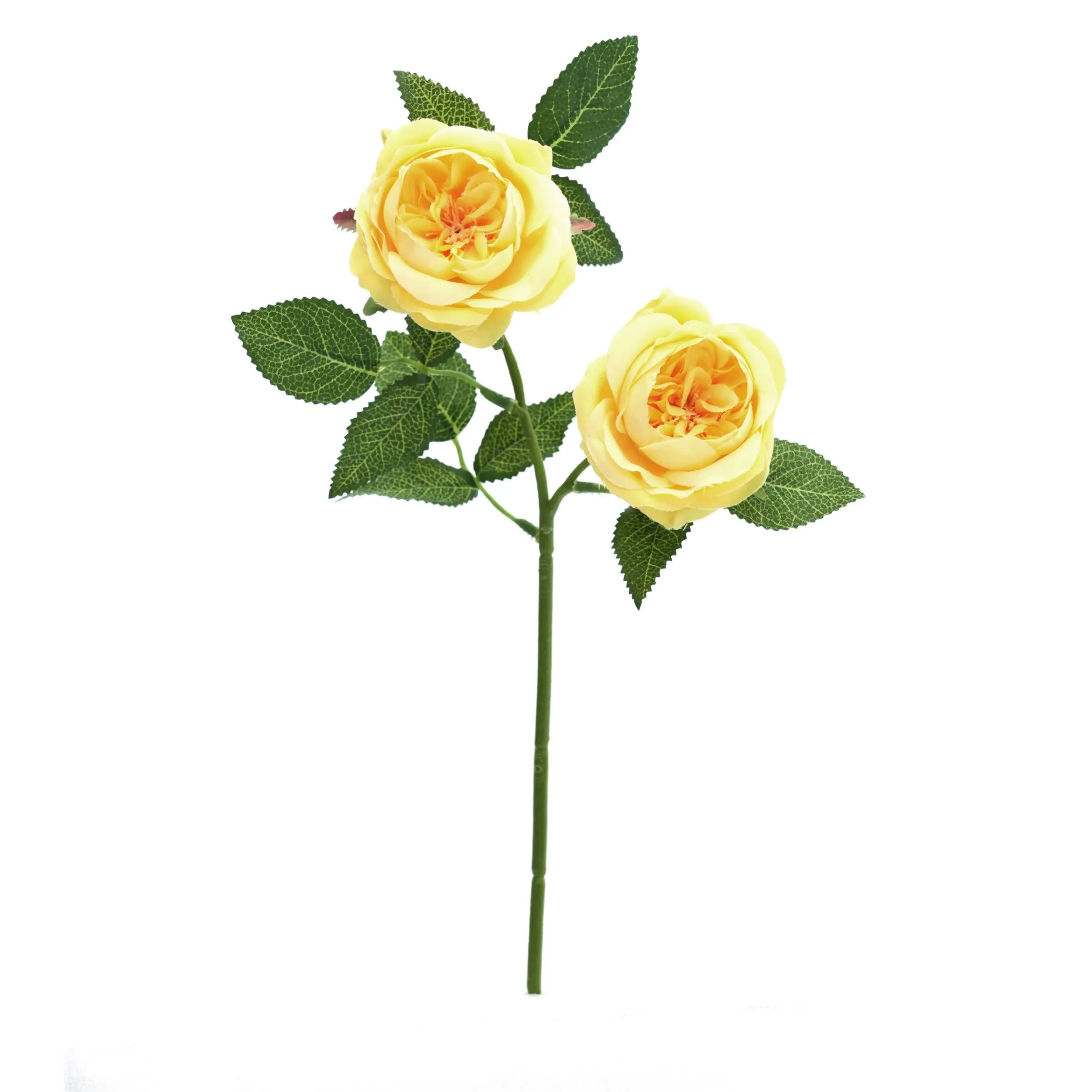 2 rose