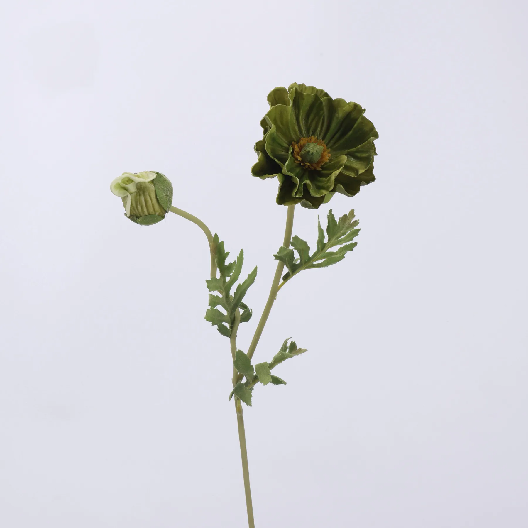 poppy di mais