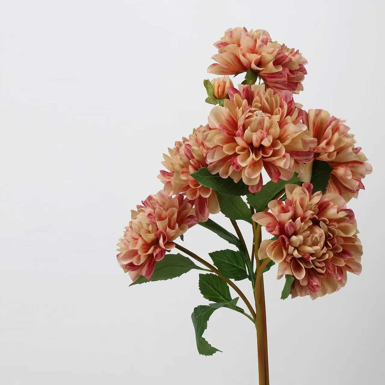 Dalia