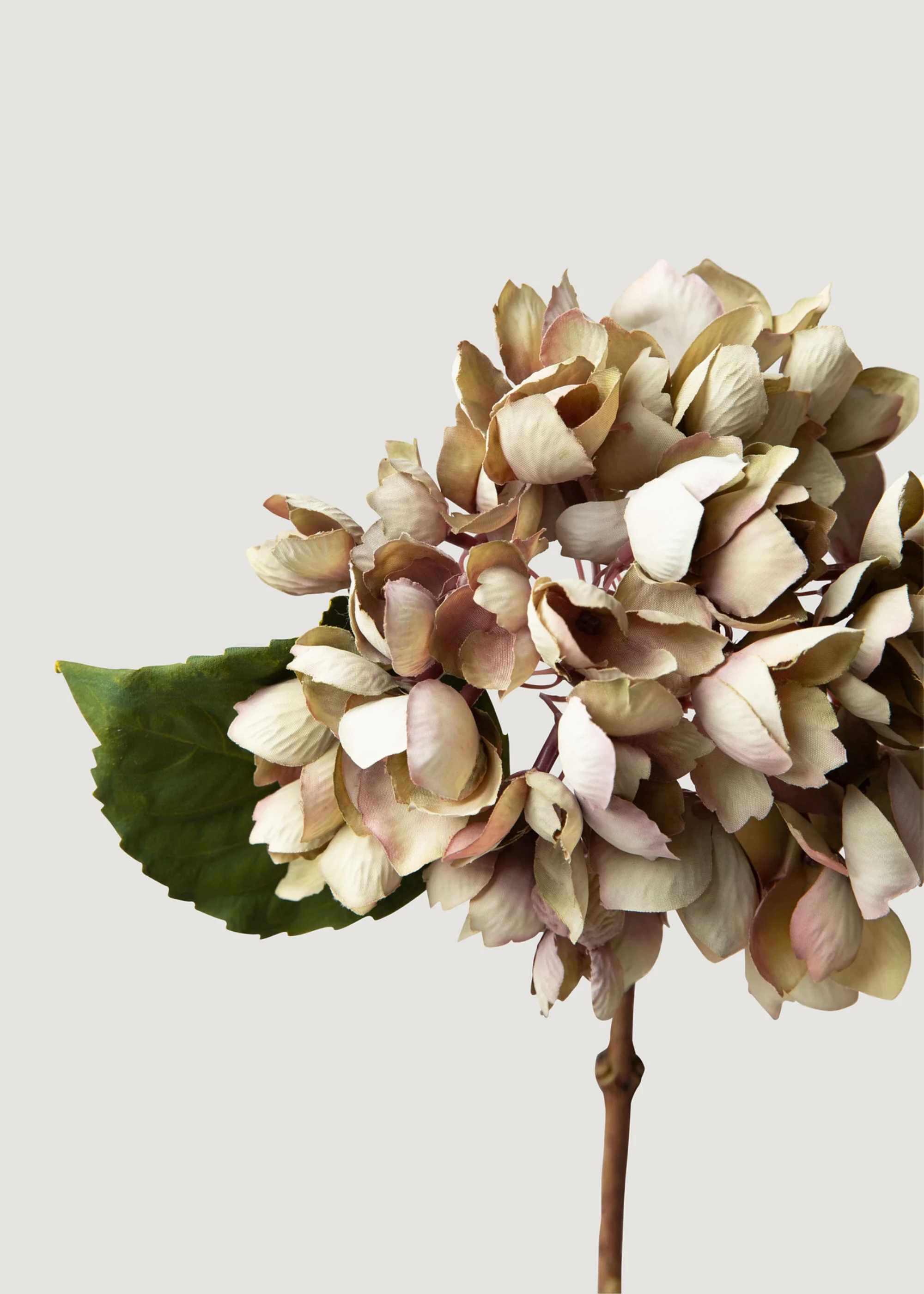 Aspetto secco fiore di ortensia finta