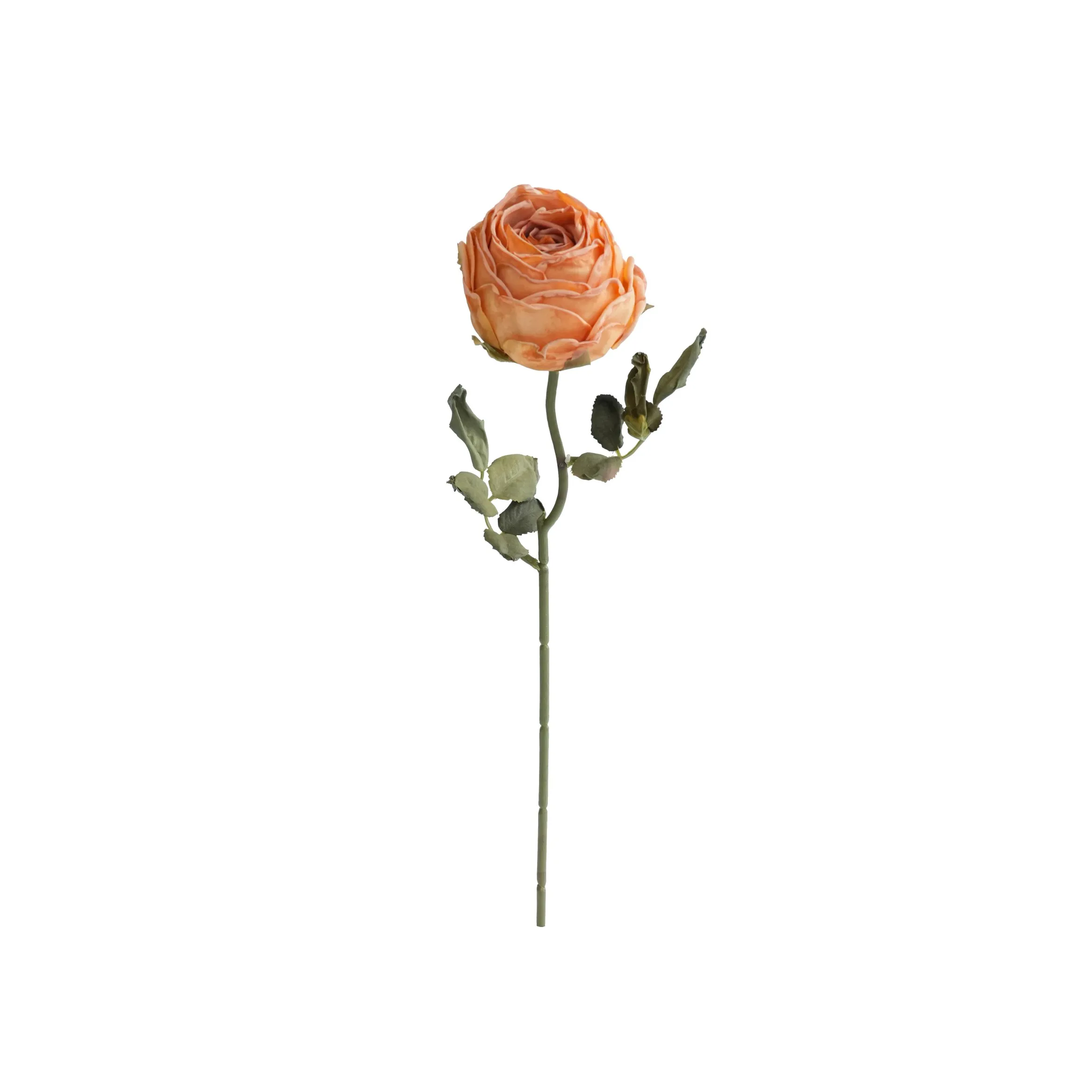 Rose rotonde tritate