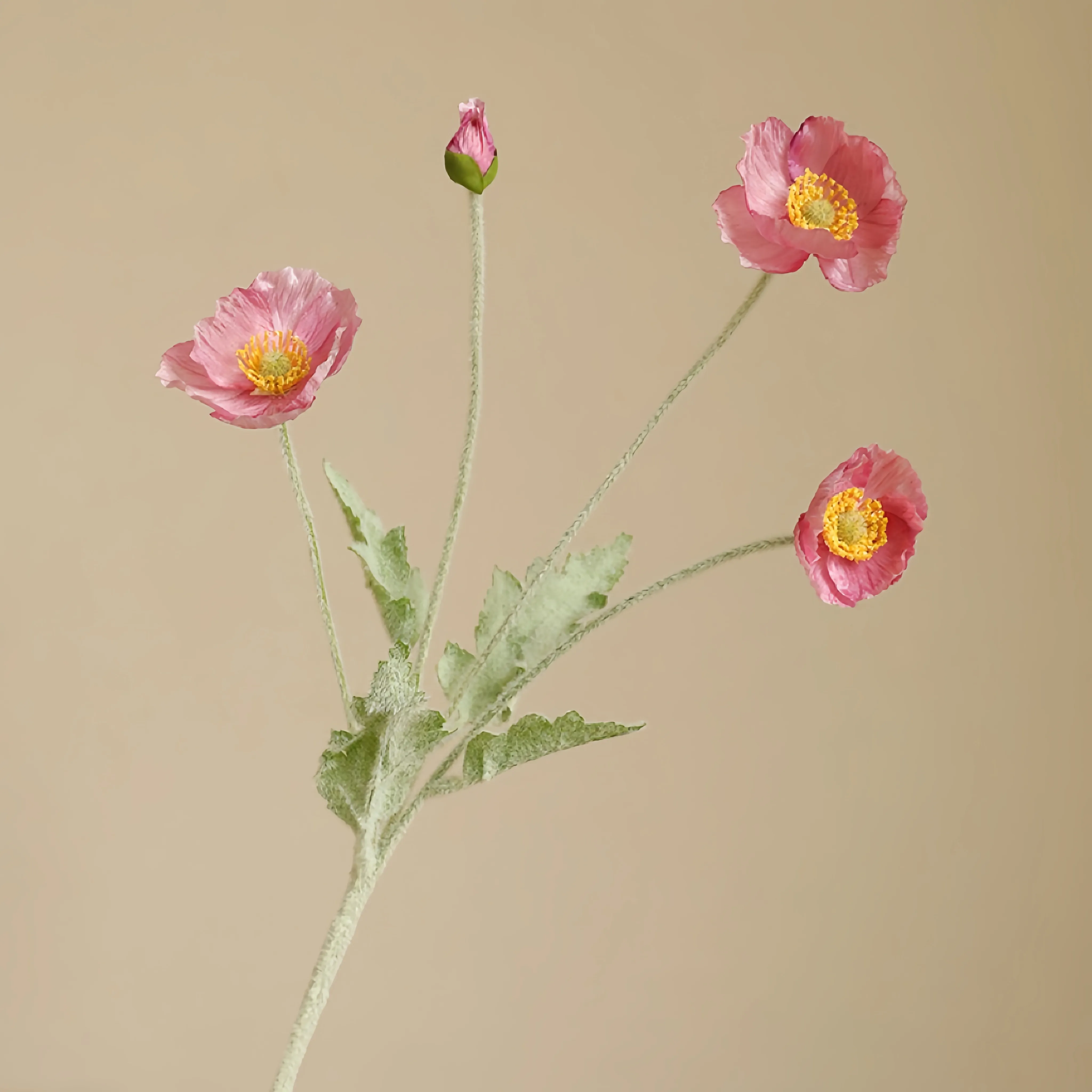 Composizione fiore di papavero in finto gregge