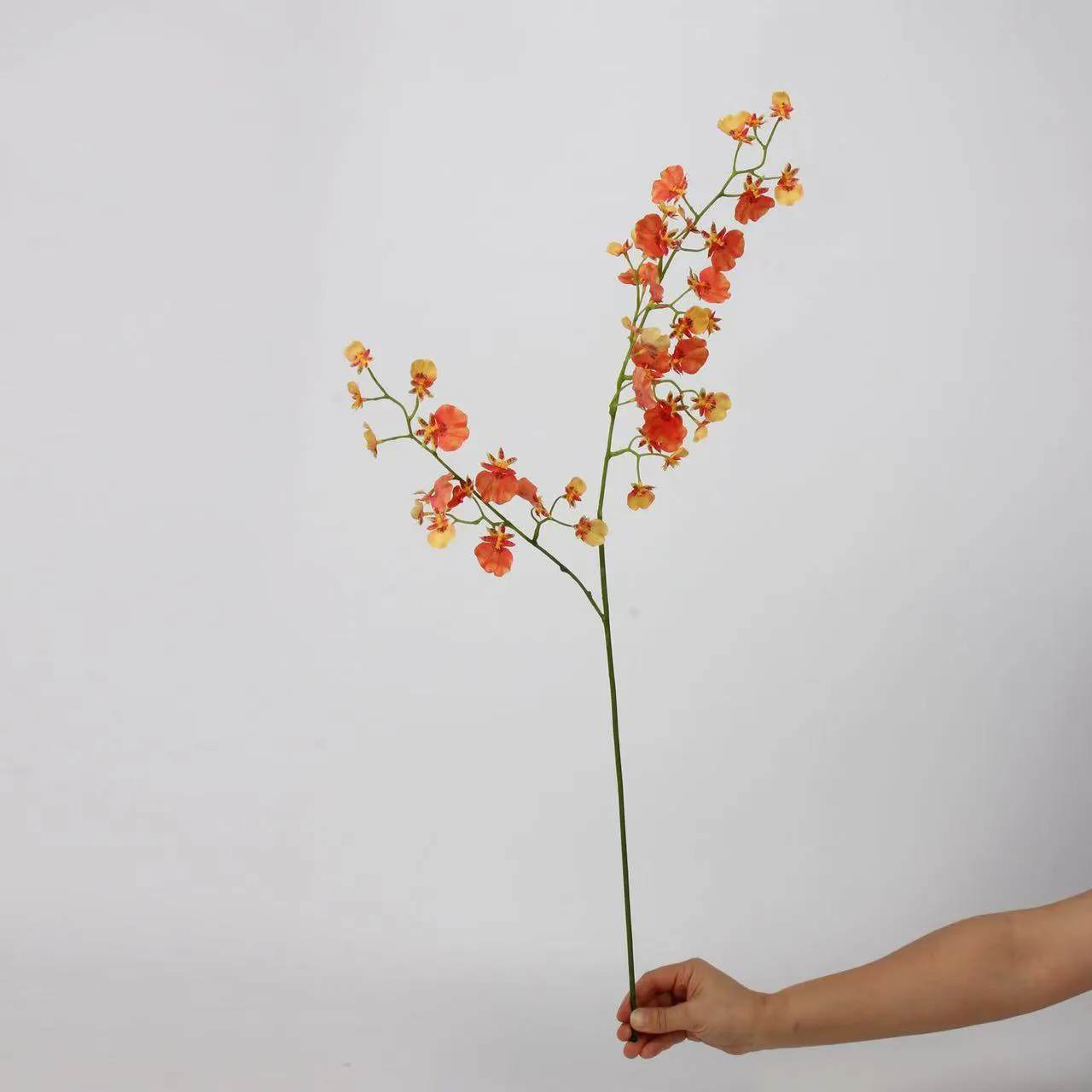 orchidea di ballo